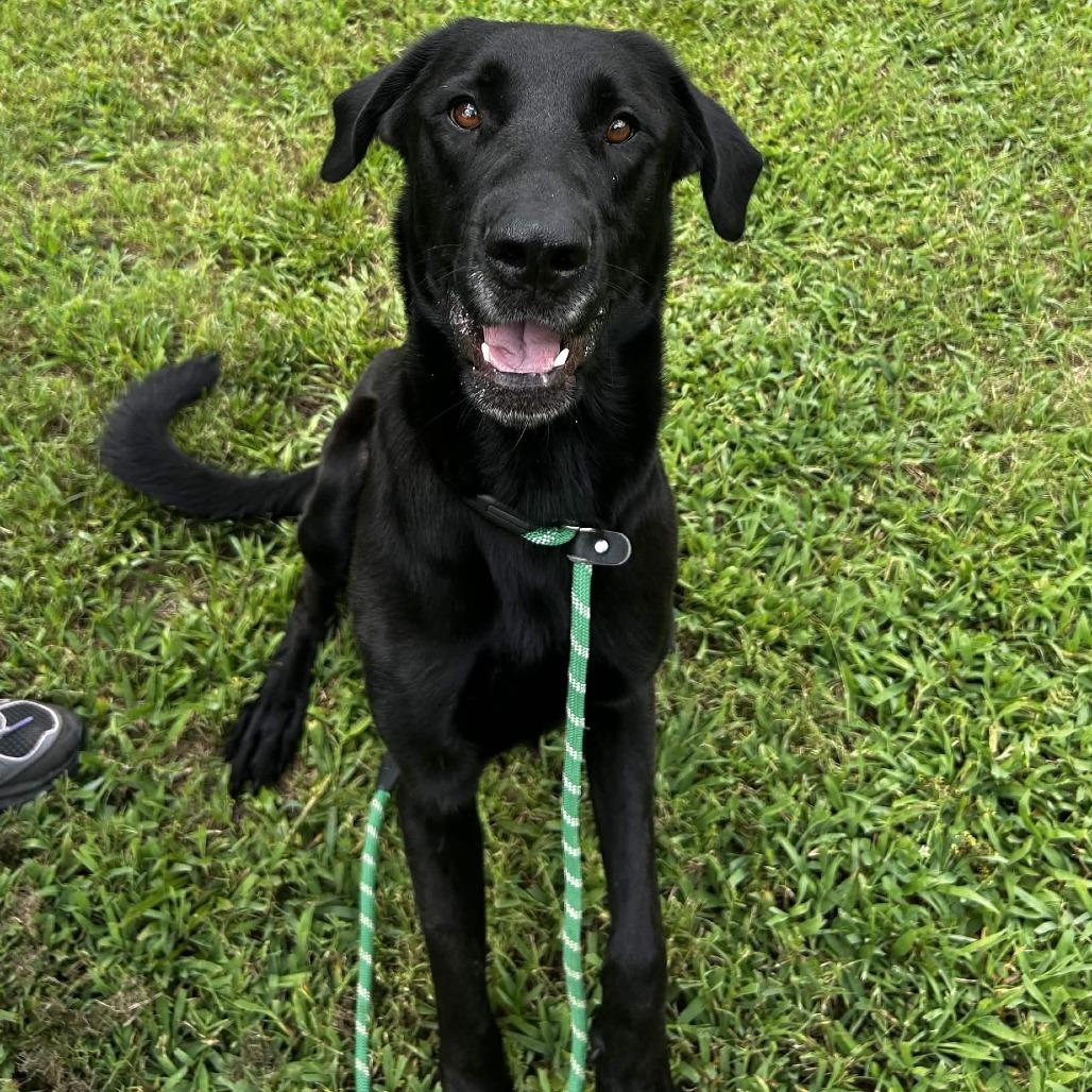 Dharma, a Adoptable Mixed Breed in Greenville, SC image 6/6