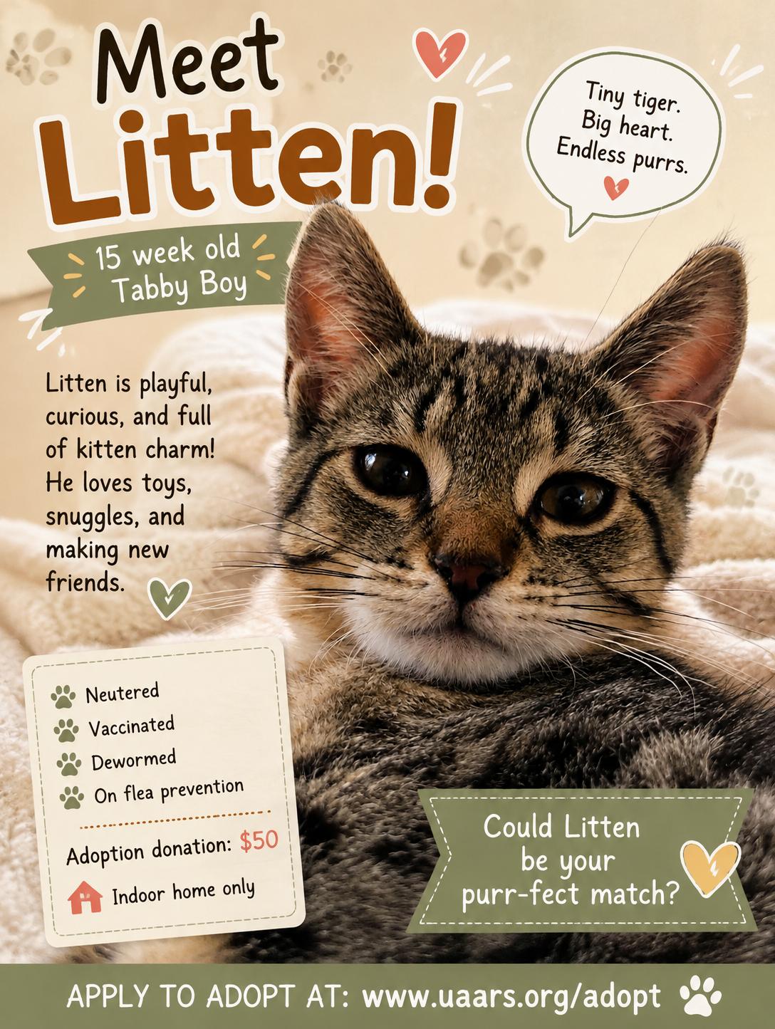 Enlarge Litten, an adopted Tabby in Saginaw, MI image 3/4
