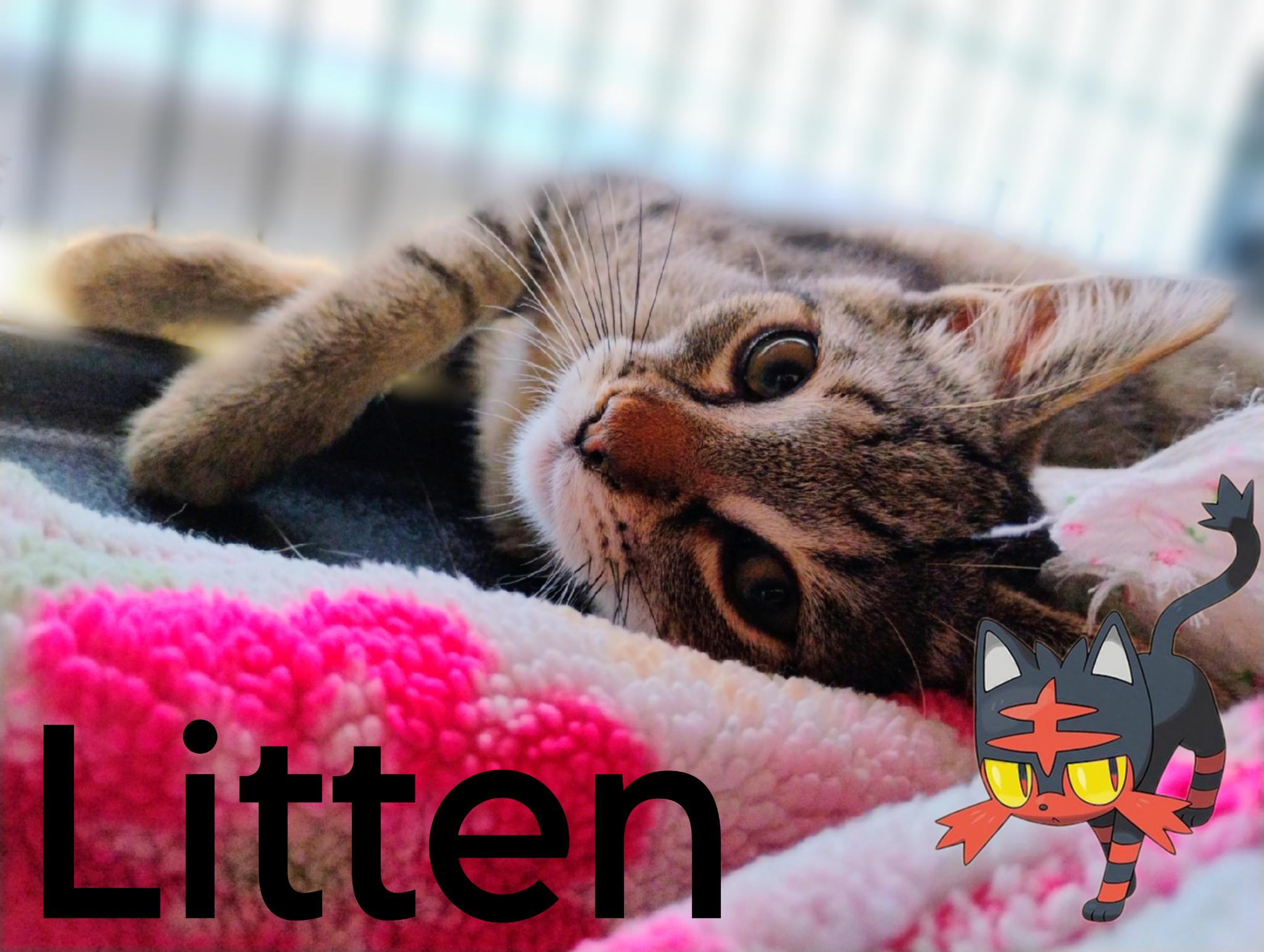 Enlarge Litten, an adopted Tabby in Saginaw, MI image 4/4