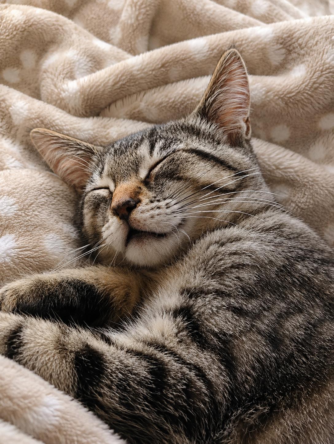 Enlarge Litten, an adopted Tabby in Saginaw, MI image 2/4