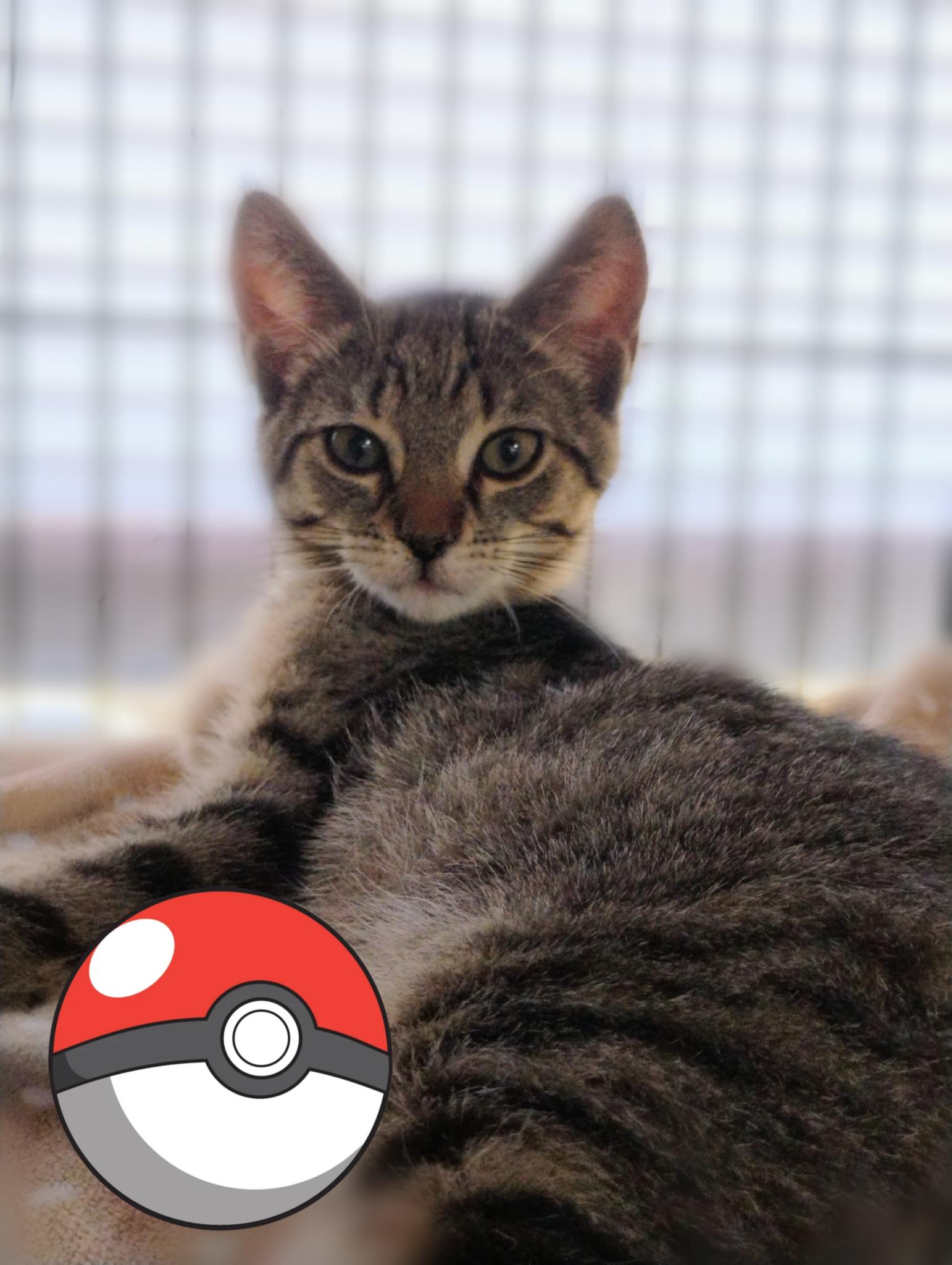 Litten, ADOPTABLE, Kitten Male Tabby.