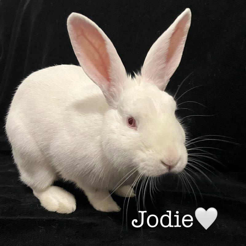 Enlarge Jodie, a Adopted New Zealand in Lakeville, MN image 2/3