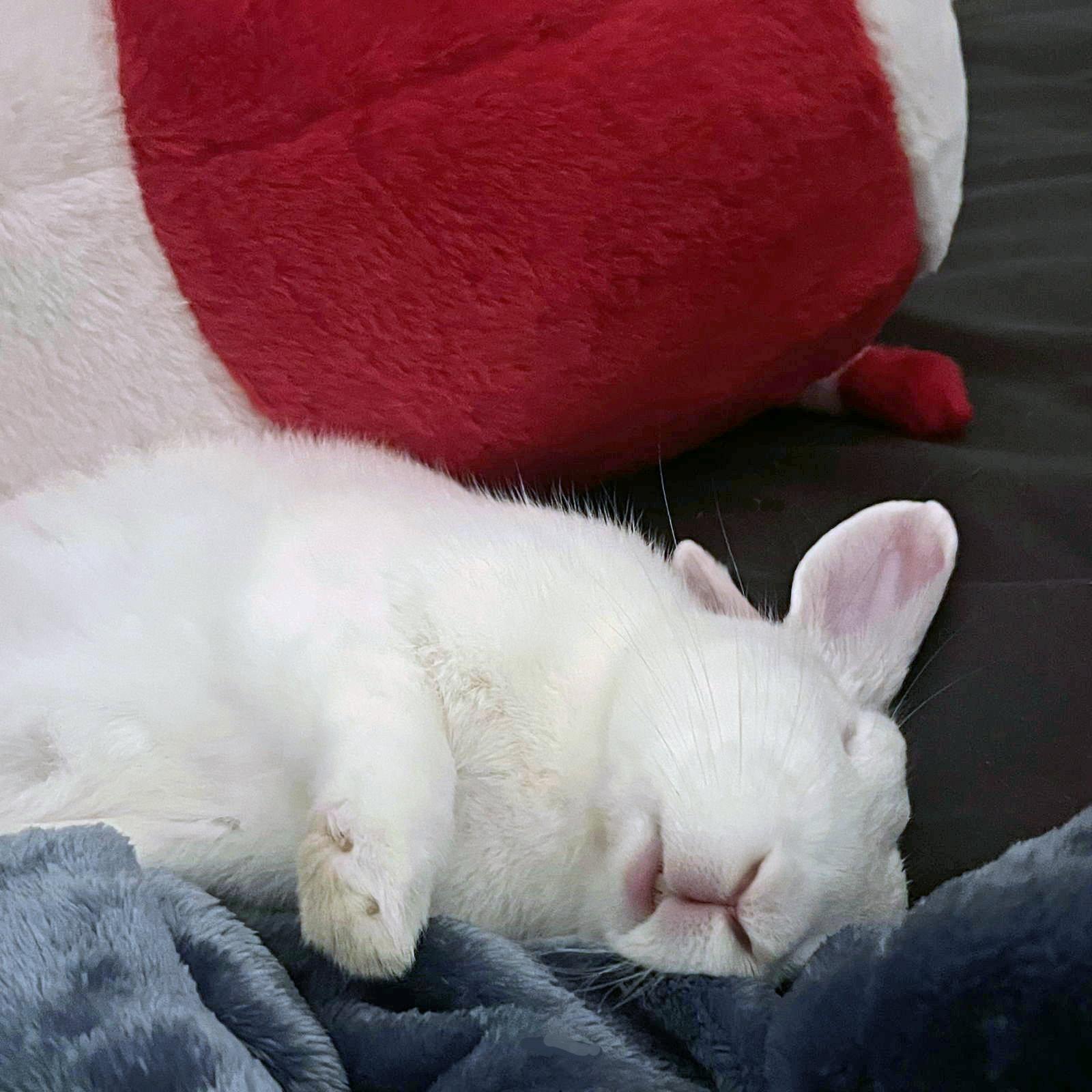 Enlarge Jodie, a Adopted New Zealand in Lakeville, MN image 3/3