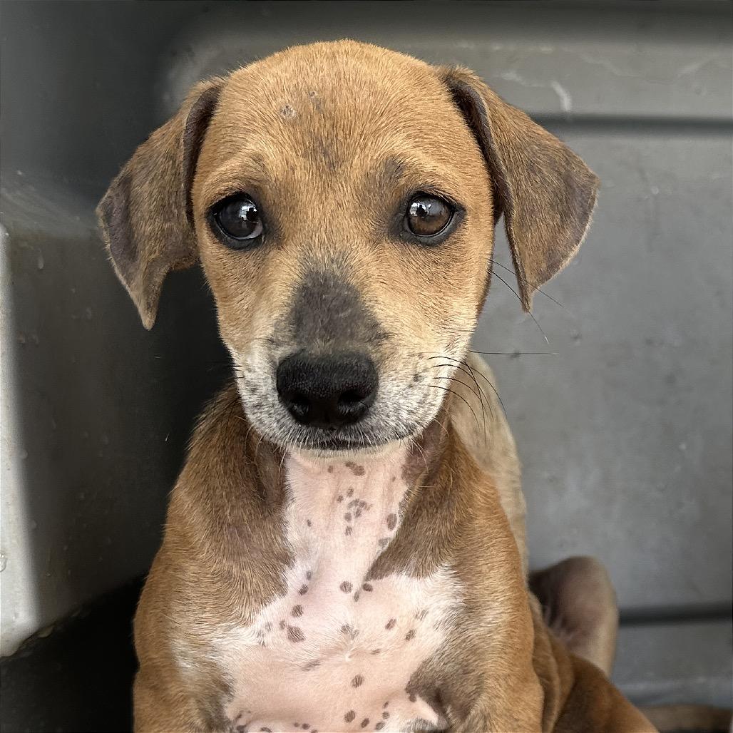 Mikayla, Adoptable, Puppy Female Mixed Breed.