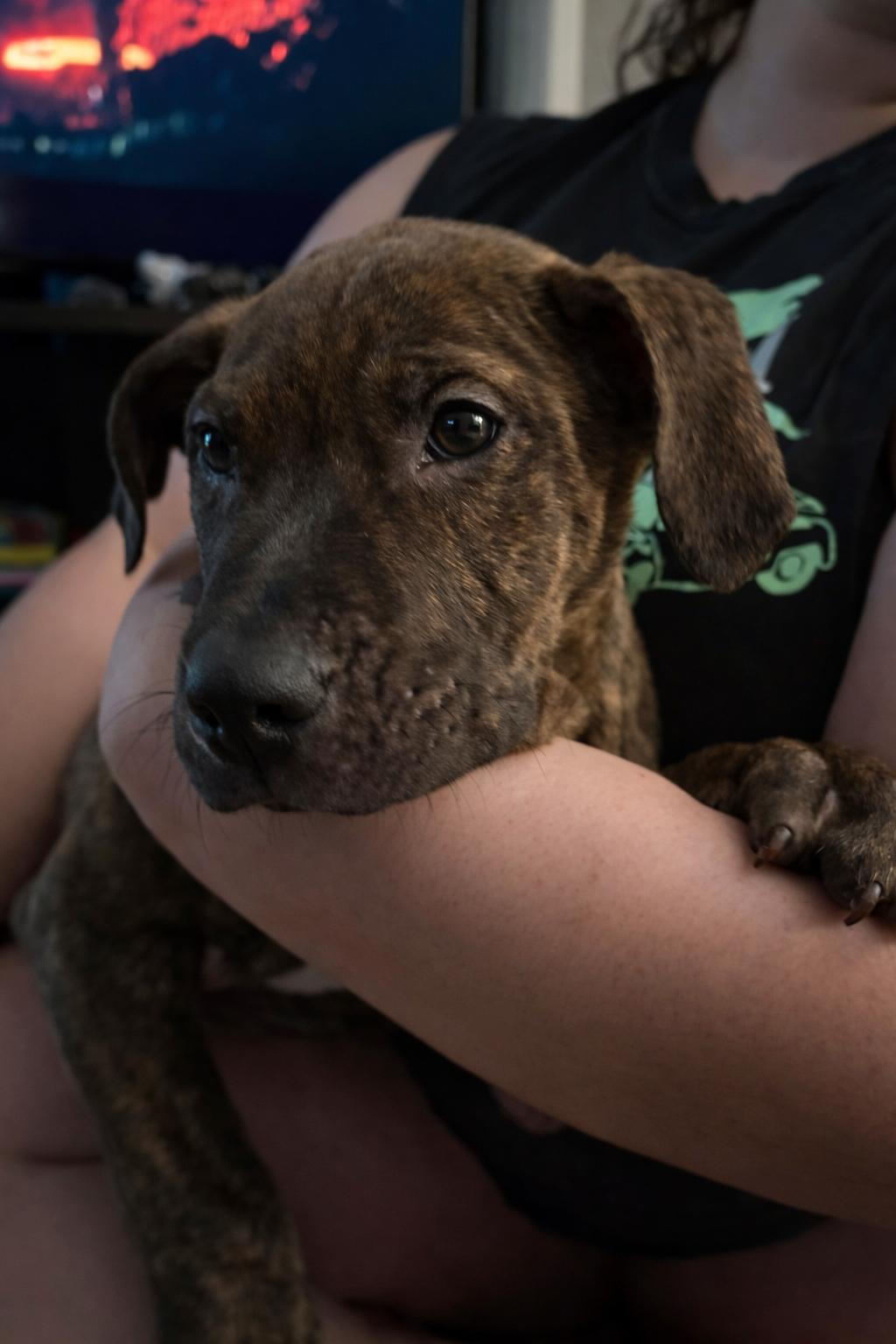 Parker, adopted, Puppy Male Mixed Breed.