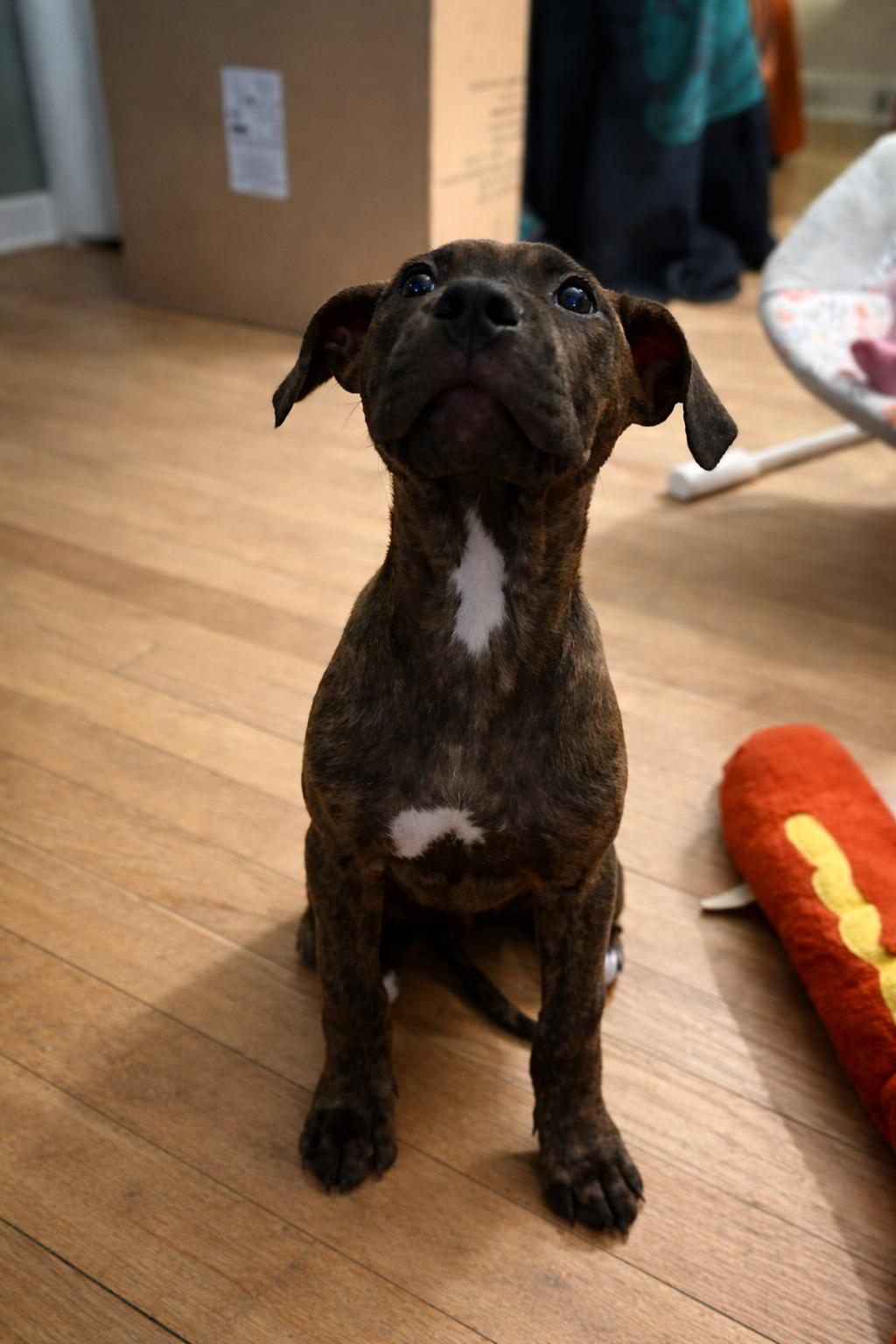 Parker, an adopted Mixed Breed in Kenosha, WI image 3/3