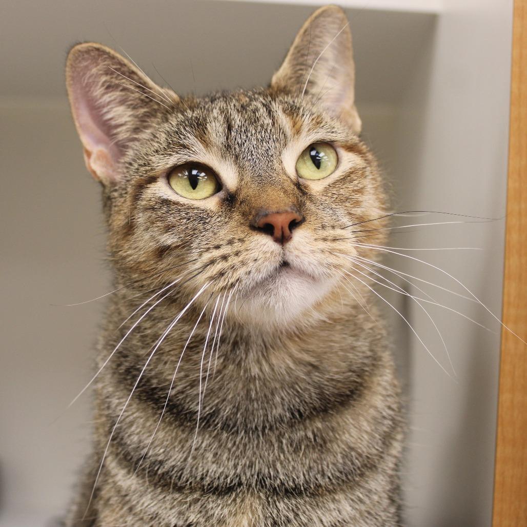 Mammina, Adoptable, Adult Female Domestic Short Hair.