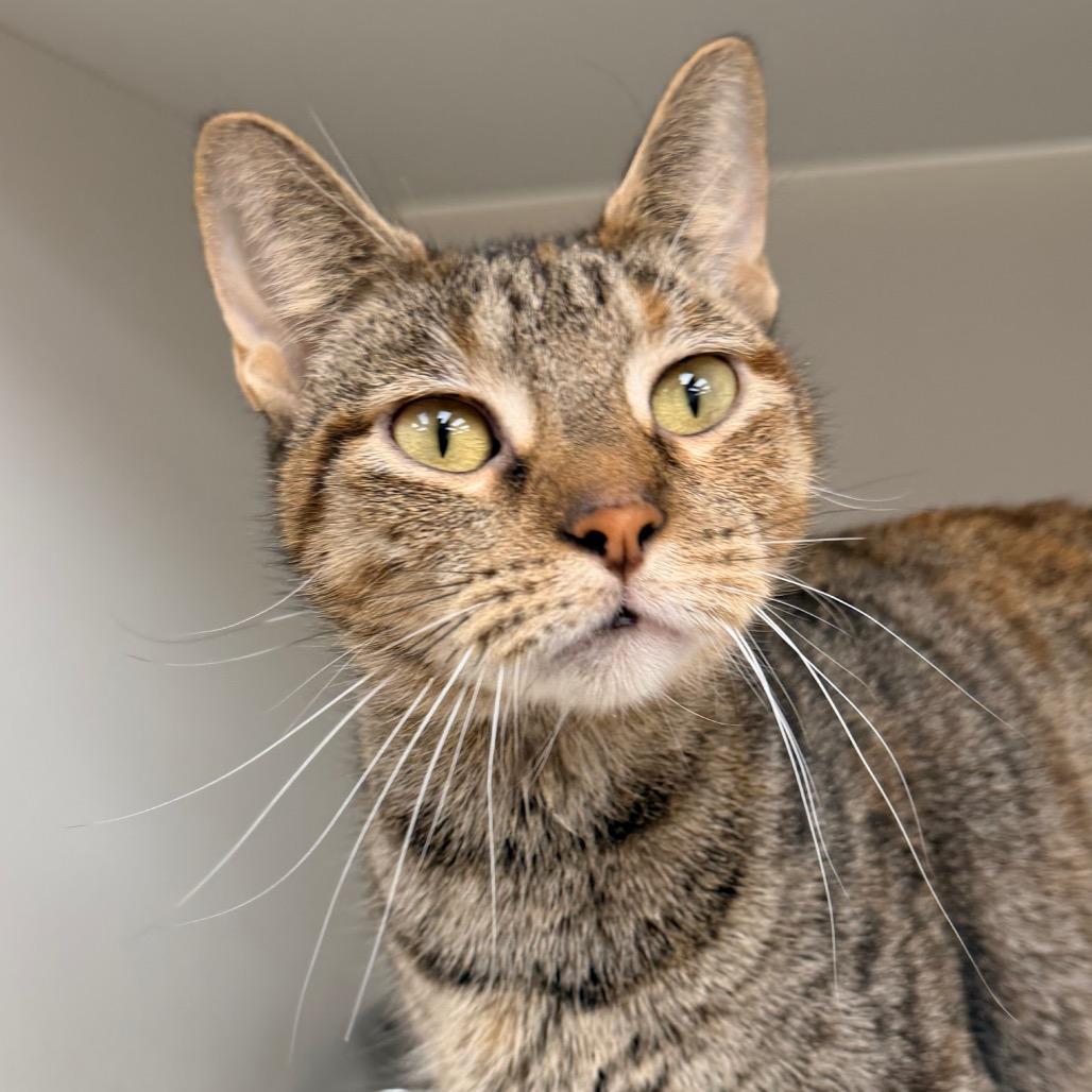 Mammina, Adoptable, Adult Female Domestic Short Hair.