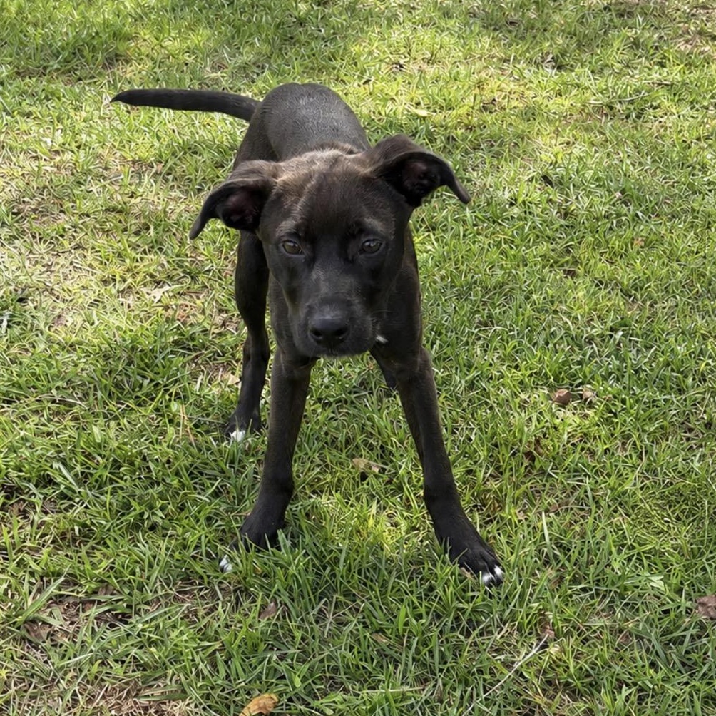 Helsinki, Adoptable, Puppy Female Labrador Retriever.