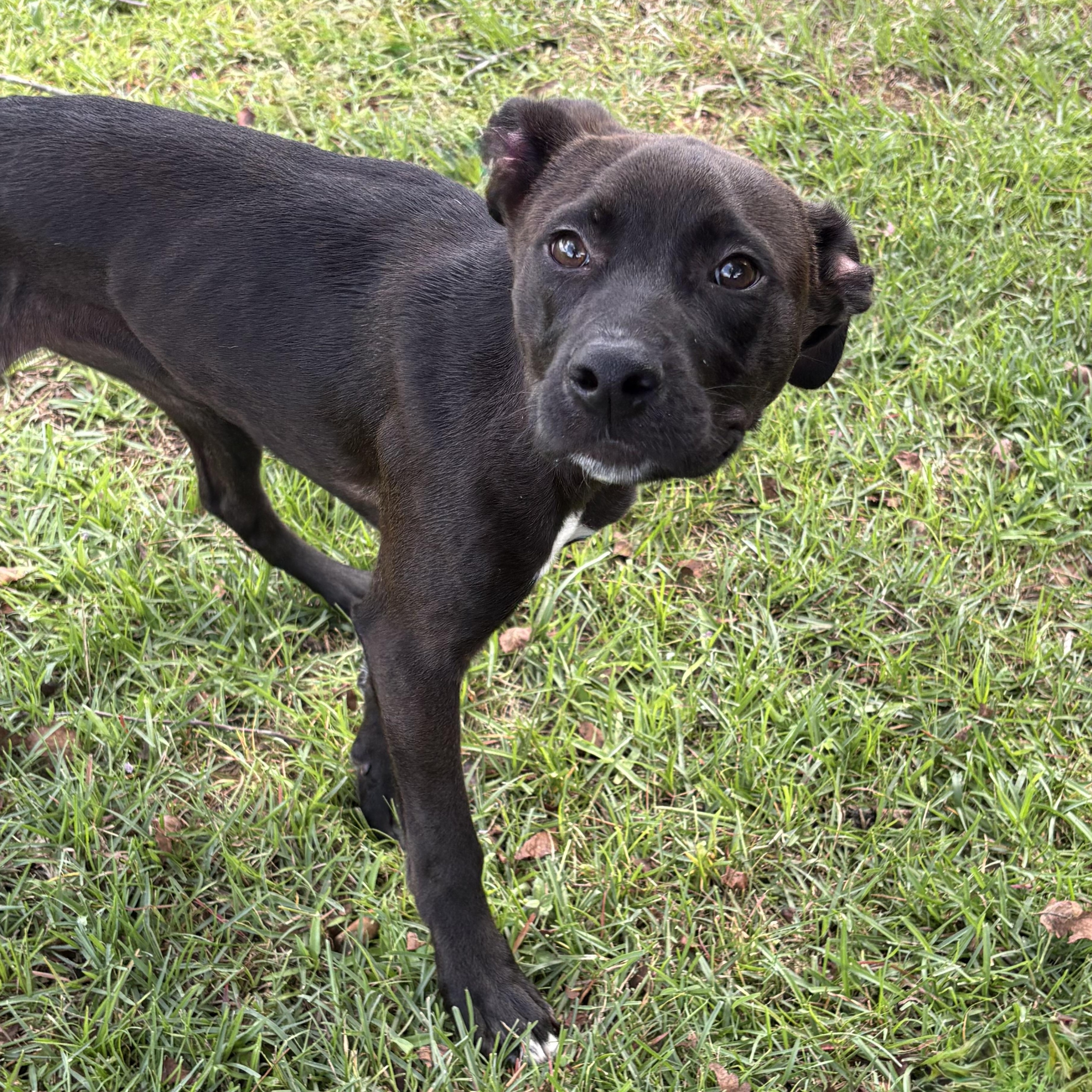 Enlarge Helsinki, a Adoptable mixed breed in Valdosta, GA image 2/2