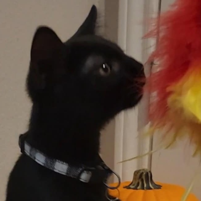 Cat for adoption Orion, a Domestic Short Hair in Hartford, CT Petfinder