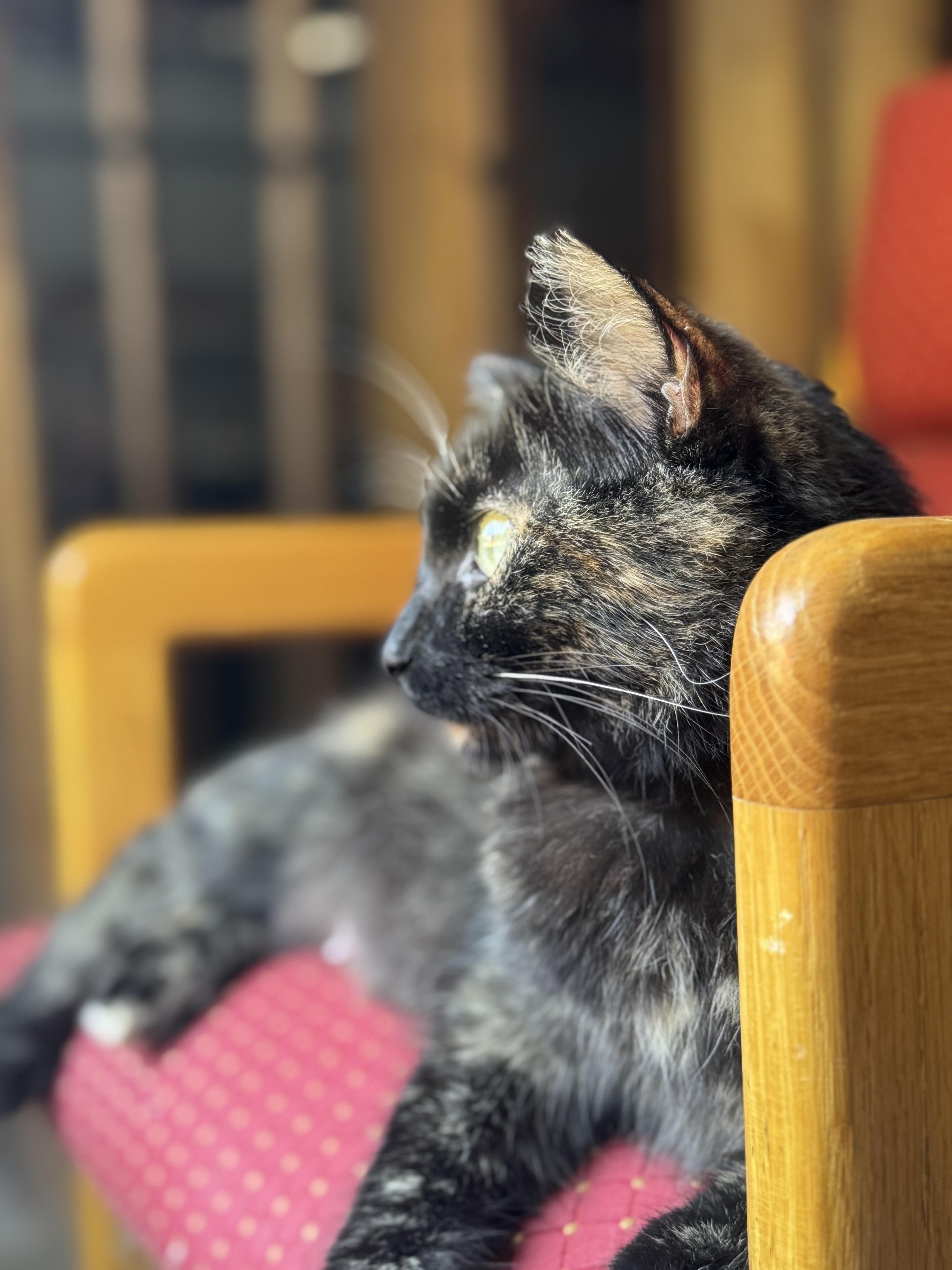 Enlarge Molly, a ADOPTABLE Dilute Tortoiseshell in Cumming, GA image 1/3