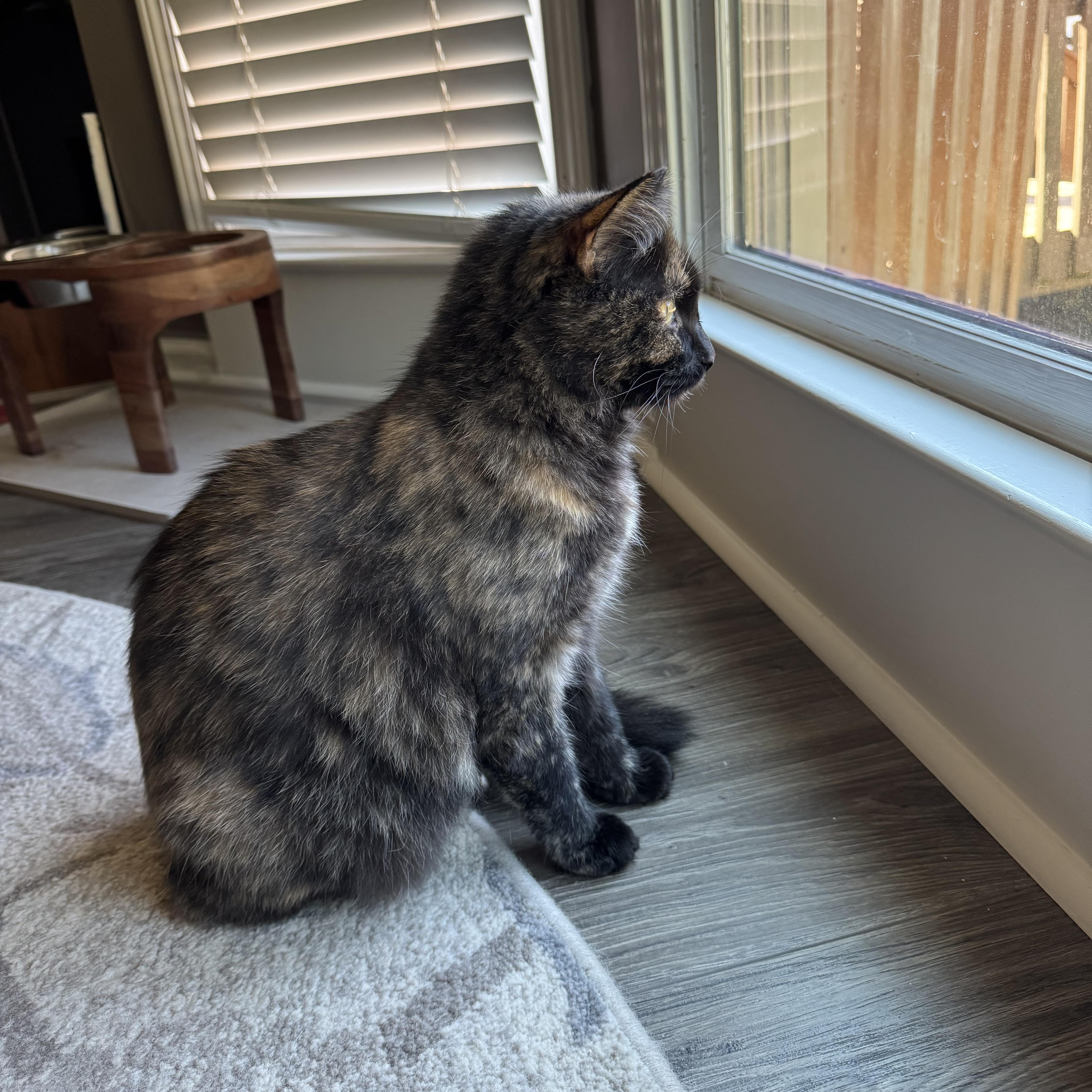 Enlarge Molly, a ADOPTABLE Dilute Tortoiseshell in Cumming, GA image 3/3