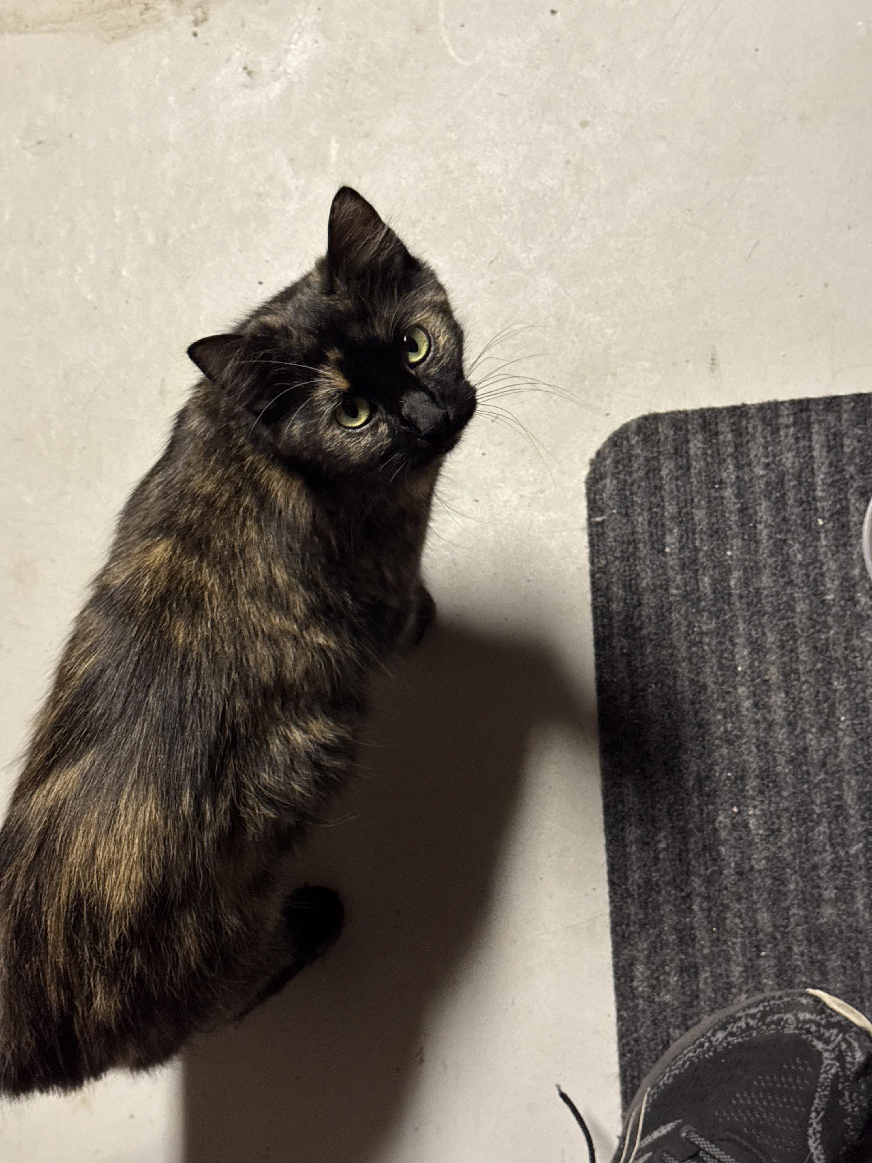 Enlarge Molly, a ADOPTABLE Dilute Tortoiseshell in Cumming, GA image 2/3