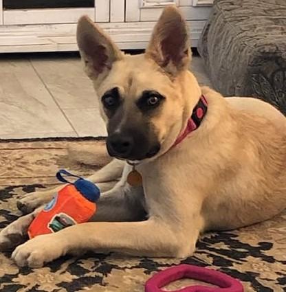 Enlarge Boo, a Adoptable mixed breed in Chino valley, AZ image 1/1