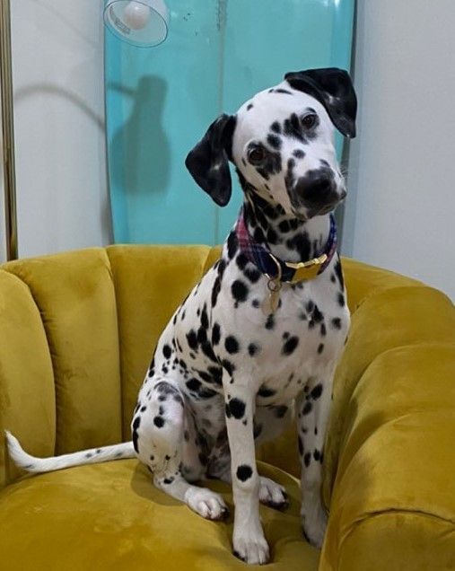 Bonnie Adopted with Mork