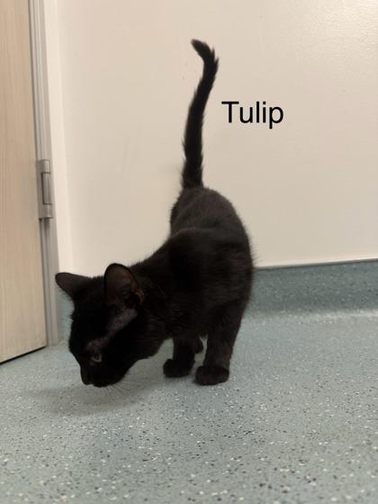 Tulip, a Adoptable Domestic Short Hair in Laguna Niguel, CA image 1/3