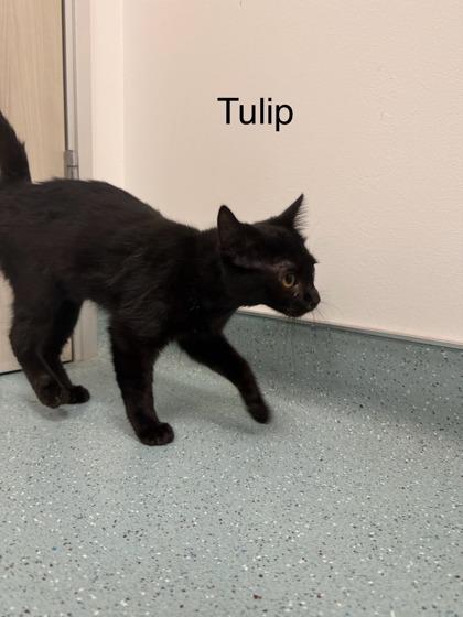 Tulip, a Adoptable Domestic Short Hair in Laguna Niguel, CA image 2/3