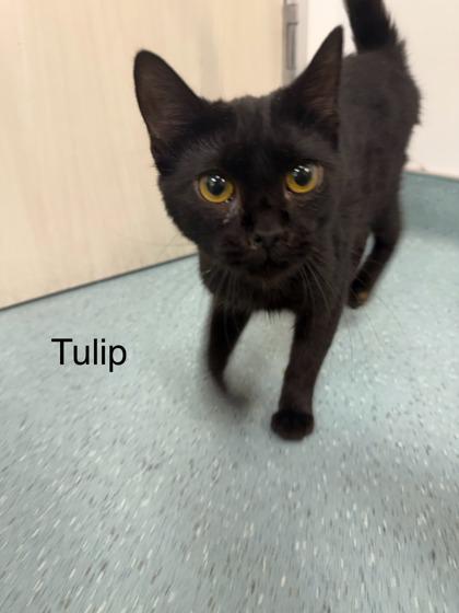 Tulip, a Adoptable Domestic Short Hair in Laguna Niguel, CA image 3/3