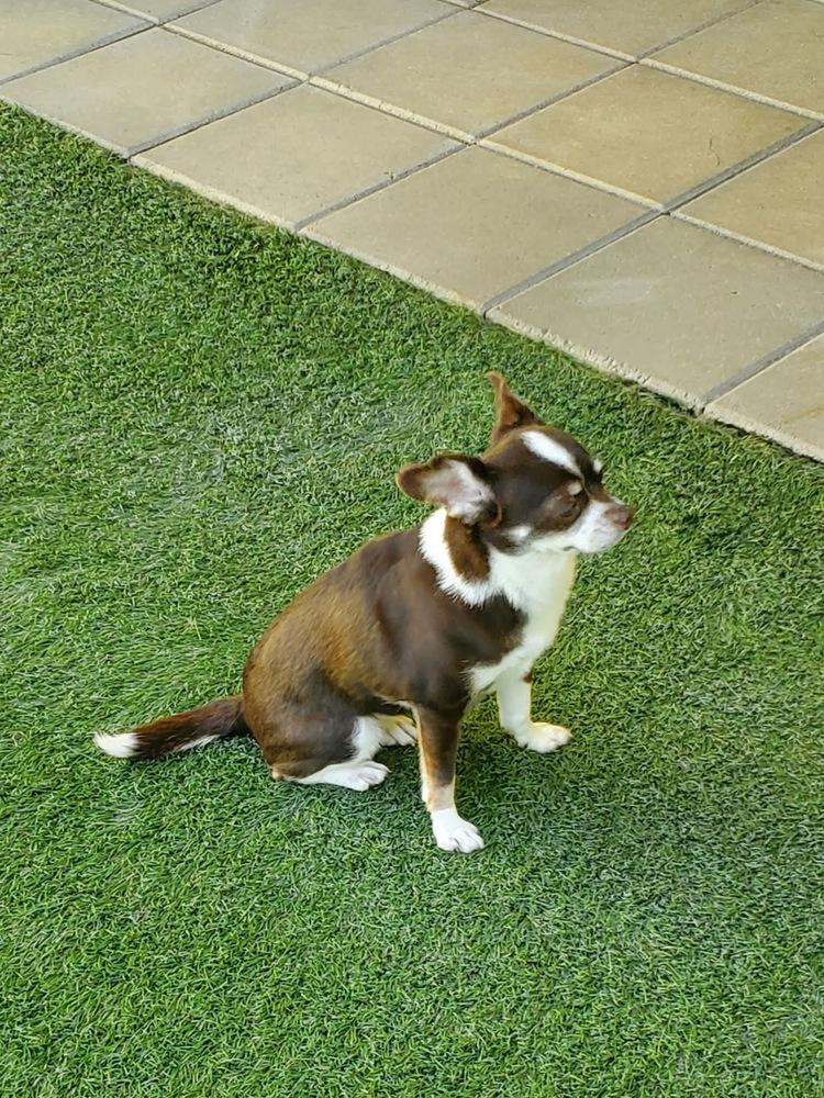 Enlarge angel M, a Adopted Chihuahua in Palm Harbor, FL image 1/1