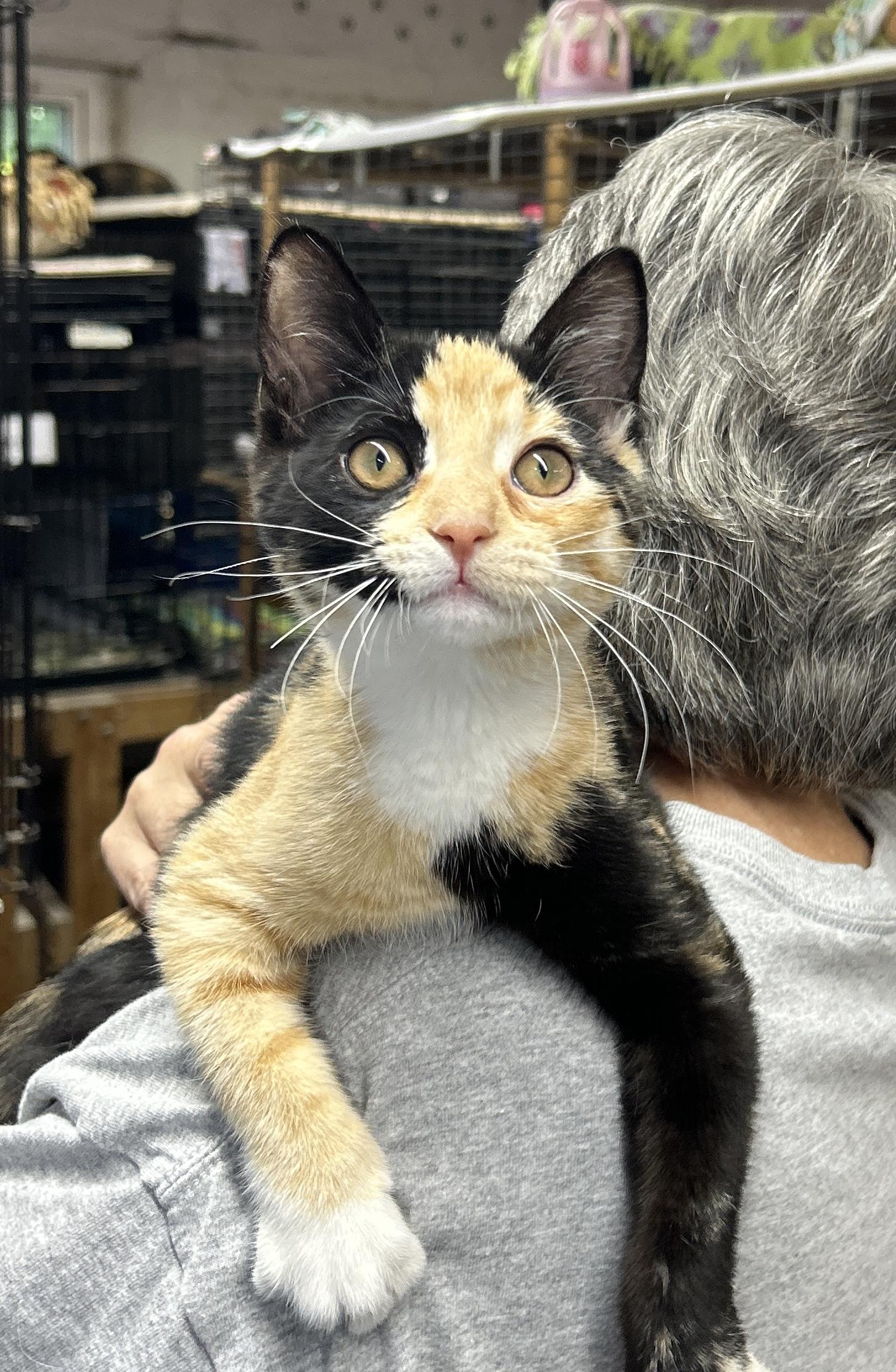 Enlarge Sienna, a ADOPTABLE Domestic Short Hair in Avon, OH image 3/4