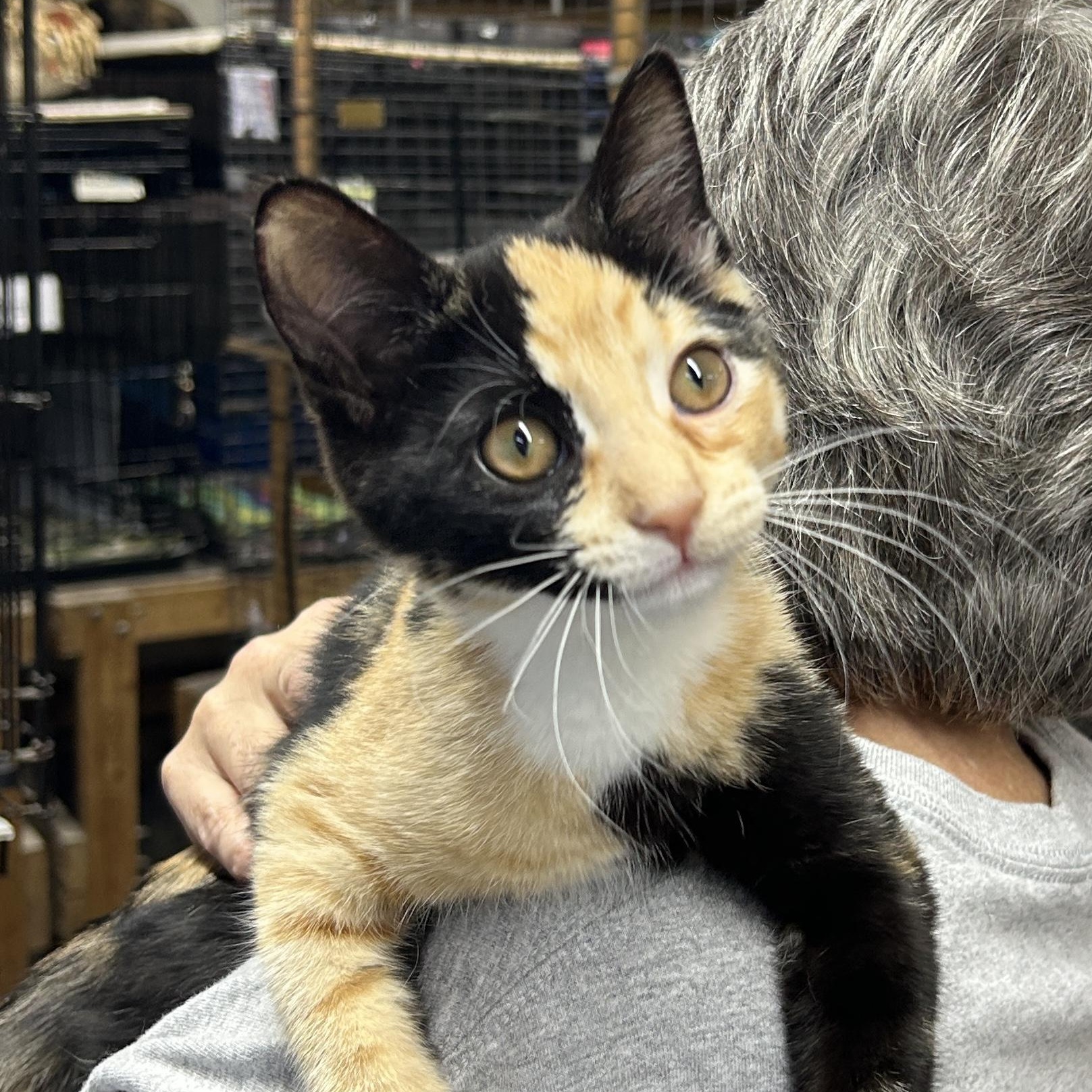 Enlarge Sienna, a ADOPTABLE Domestic Short Hair in Avon, OH image 2/4
