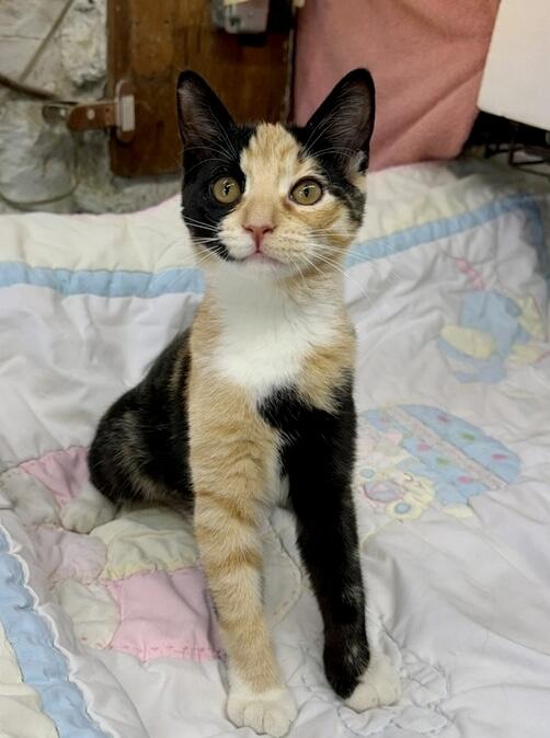 Enlarge Sienna, a ADOPTABLE Domestic Short Hair in Avon, OH image 4/4