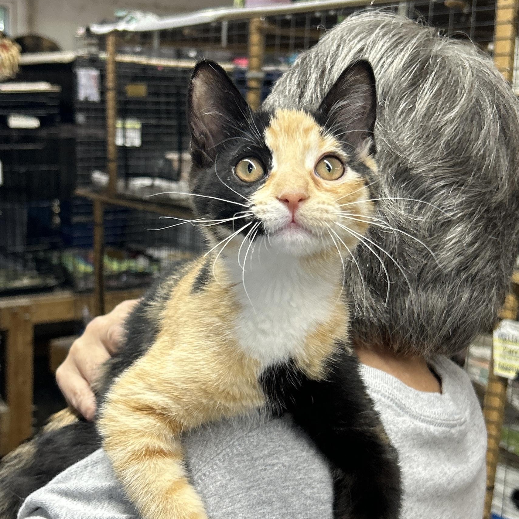 Enlarge Sienna, a ADOPTABLE Domestic Short Hair in Avon, OH image 1/4