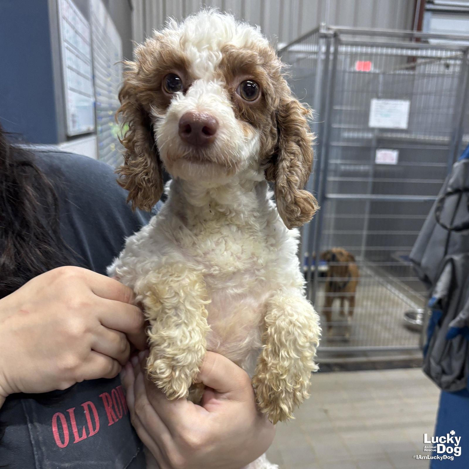 Enlarge Bitty, a Adopted Poodle in Washington, DC image 2/3