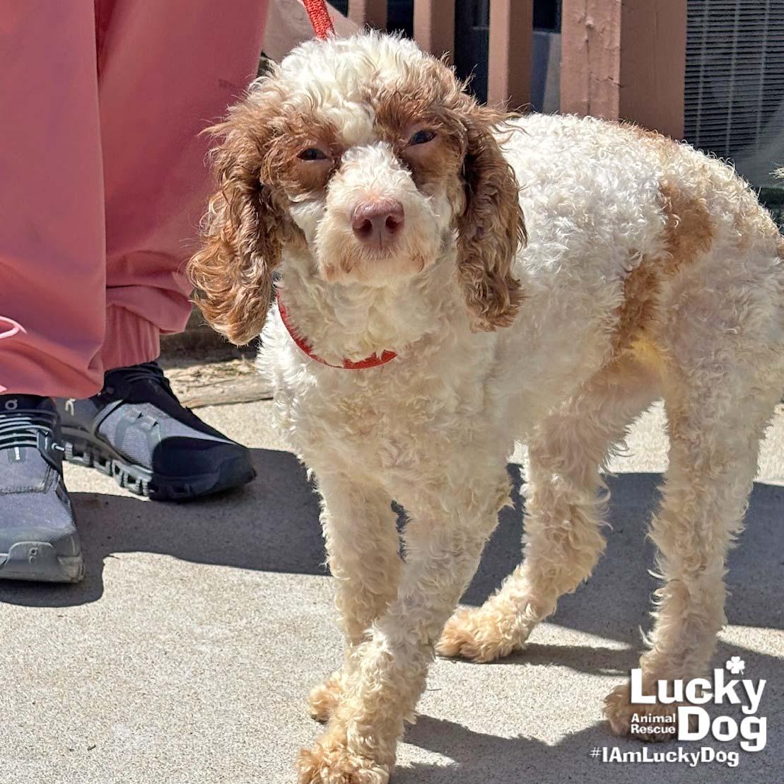 Enlarge Bitty, a Adopted Poodle in Washington, DC image 3/3