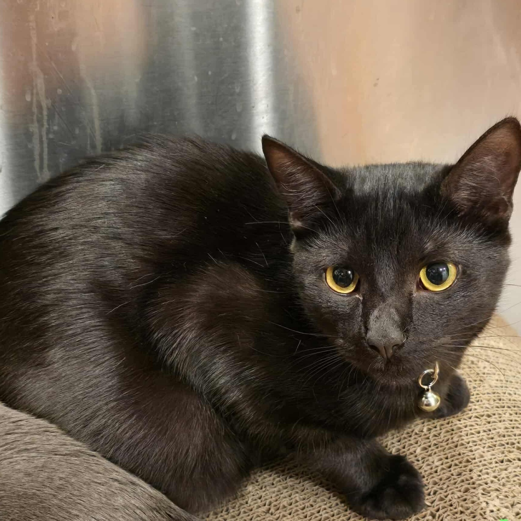 Enlarge Jack-Jack , a ADOPTABLE Domestic Short Hair in Bayonne, NJ image 3/5