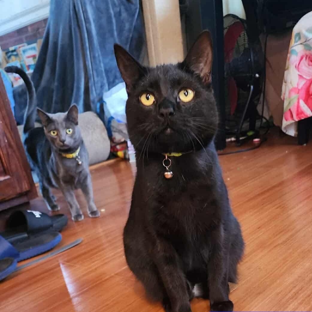 Enlarge Jack-Jack , a ADOPTABLE Domestic Short Hair in Bayonne, NJ image 4/5