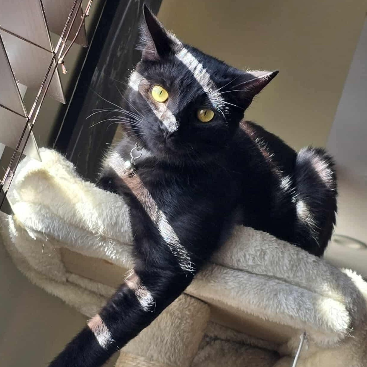 Jack-Jack , ADOPTABLE, Adult Male Domestic Short Hair.