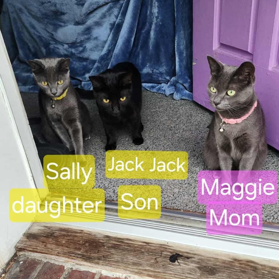 Enlarge Jack-Jack , a ADOPTABLE Domestic Short Hair in Bayonne, NJ image 2/5