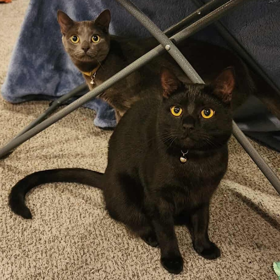 Enlarge Jack-Jack , a ADOPTABLE Domestic Short Hair in Bayonne, NJ image 5/5