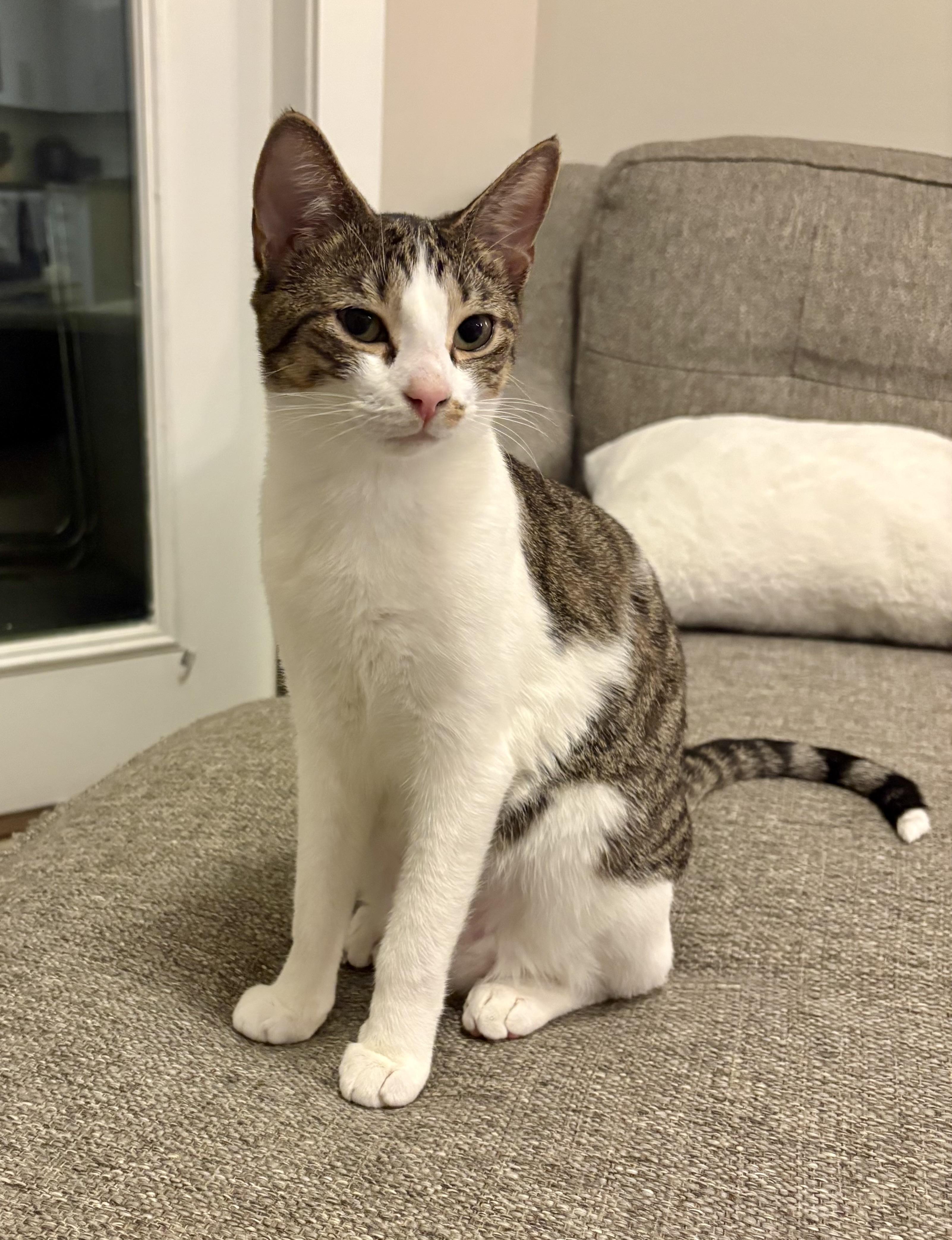 Enlarge Nora, a Adoptable mixed breed in Waxhaw, NC image 5/6