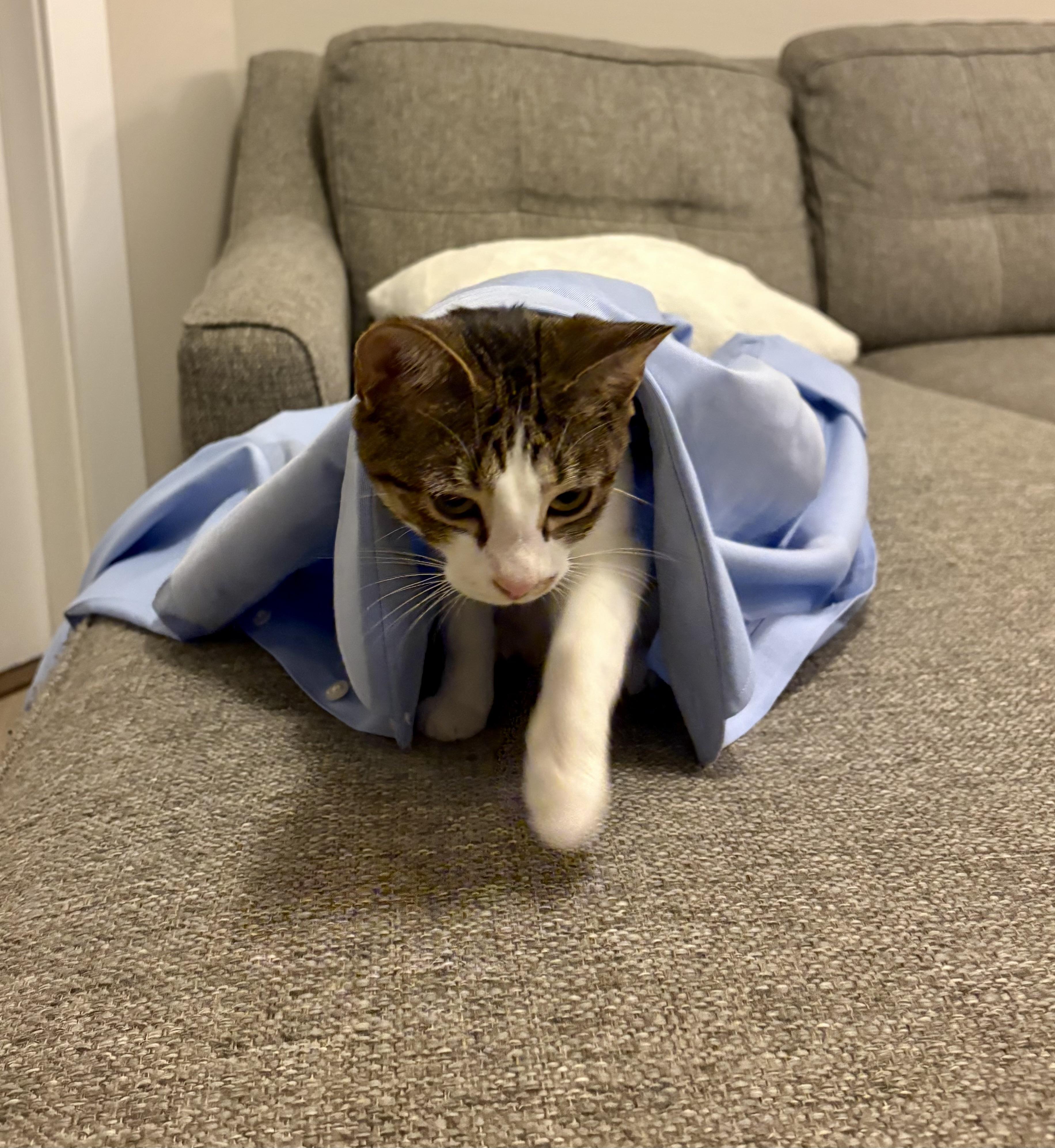 Enlarge Nora, a Adoptable mixed breed in Waxhaw, NC image 6/6