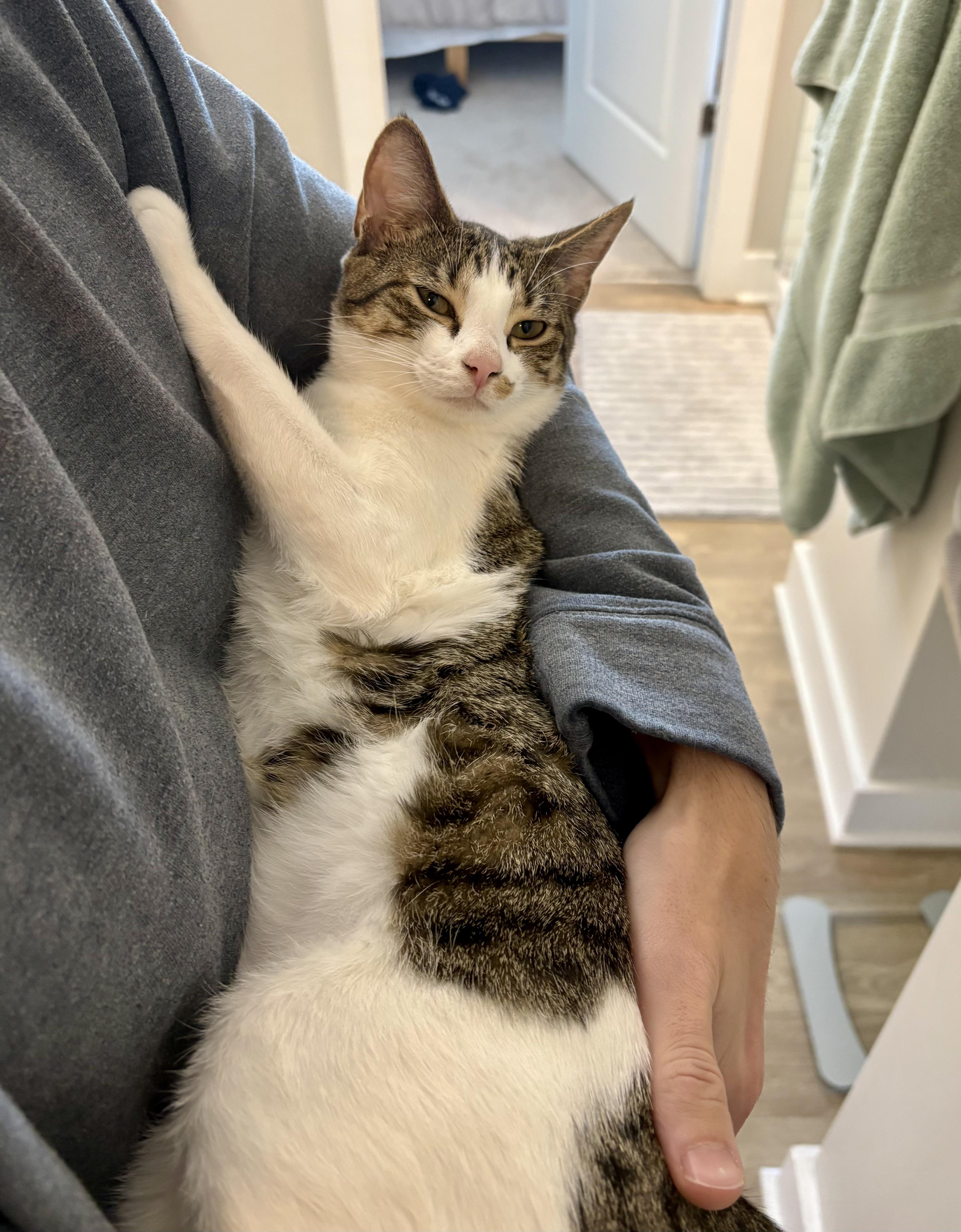 Nora, Adoptable, Young Female Tabby.