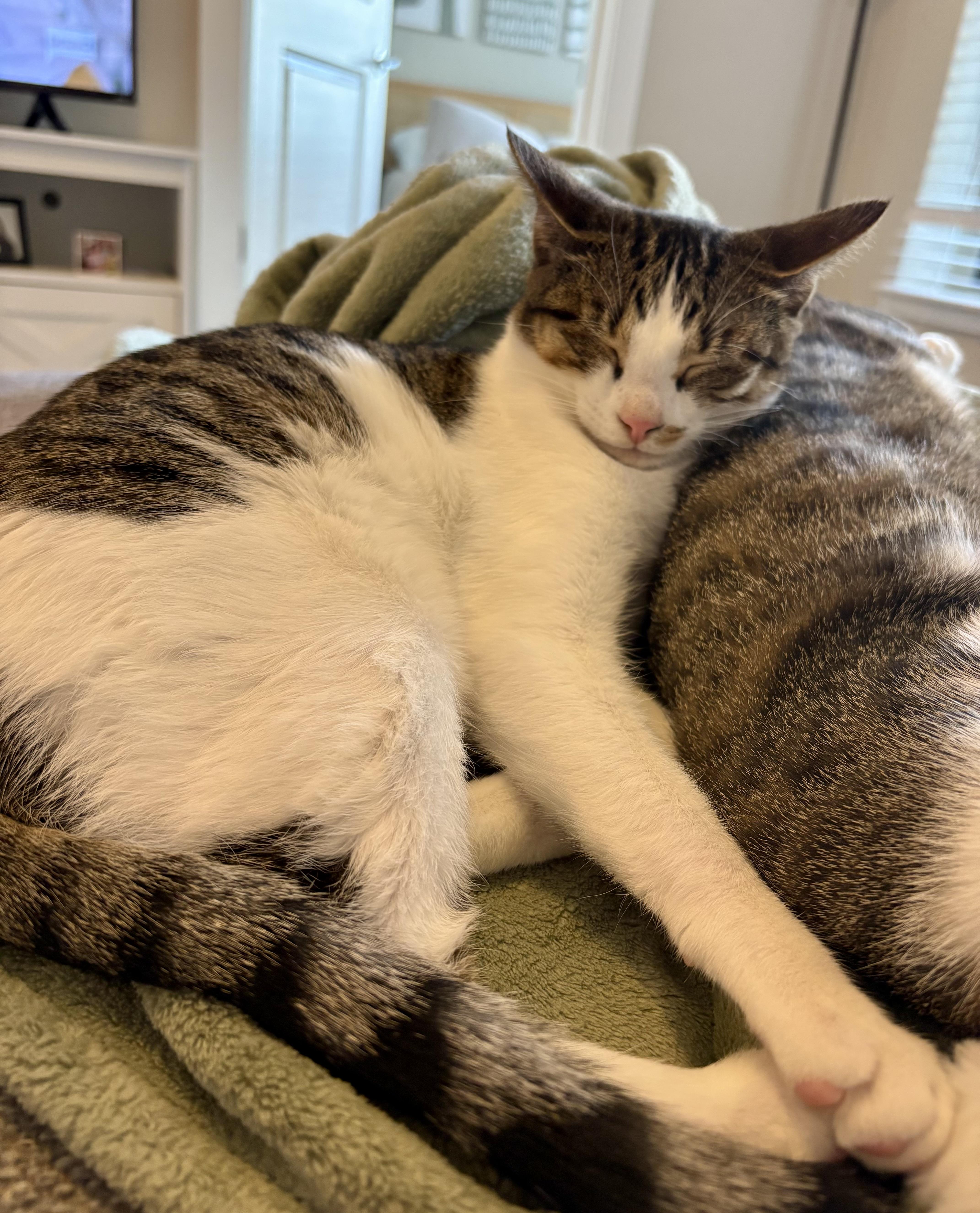 Enlarge Nora, a Adoptable mixed breed in Waxhaw, NC image 4/6