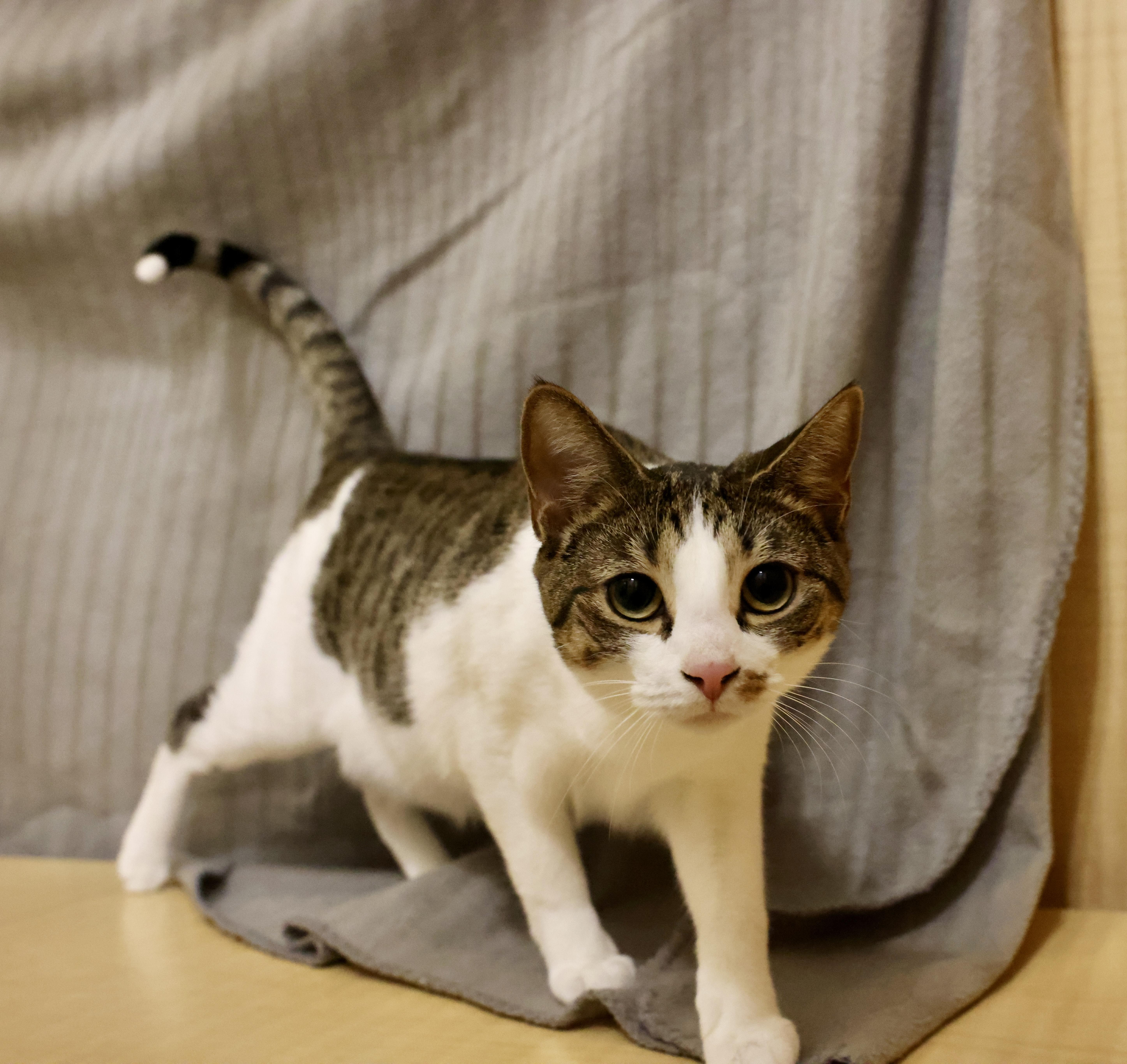 Enlarge Nora, a Adoptable mixed breed in Waxhaw, NC image 2/6