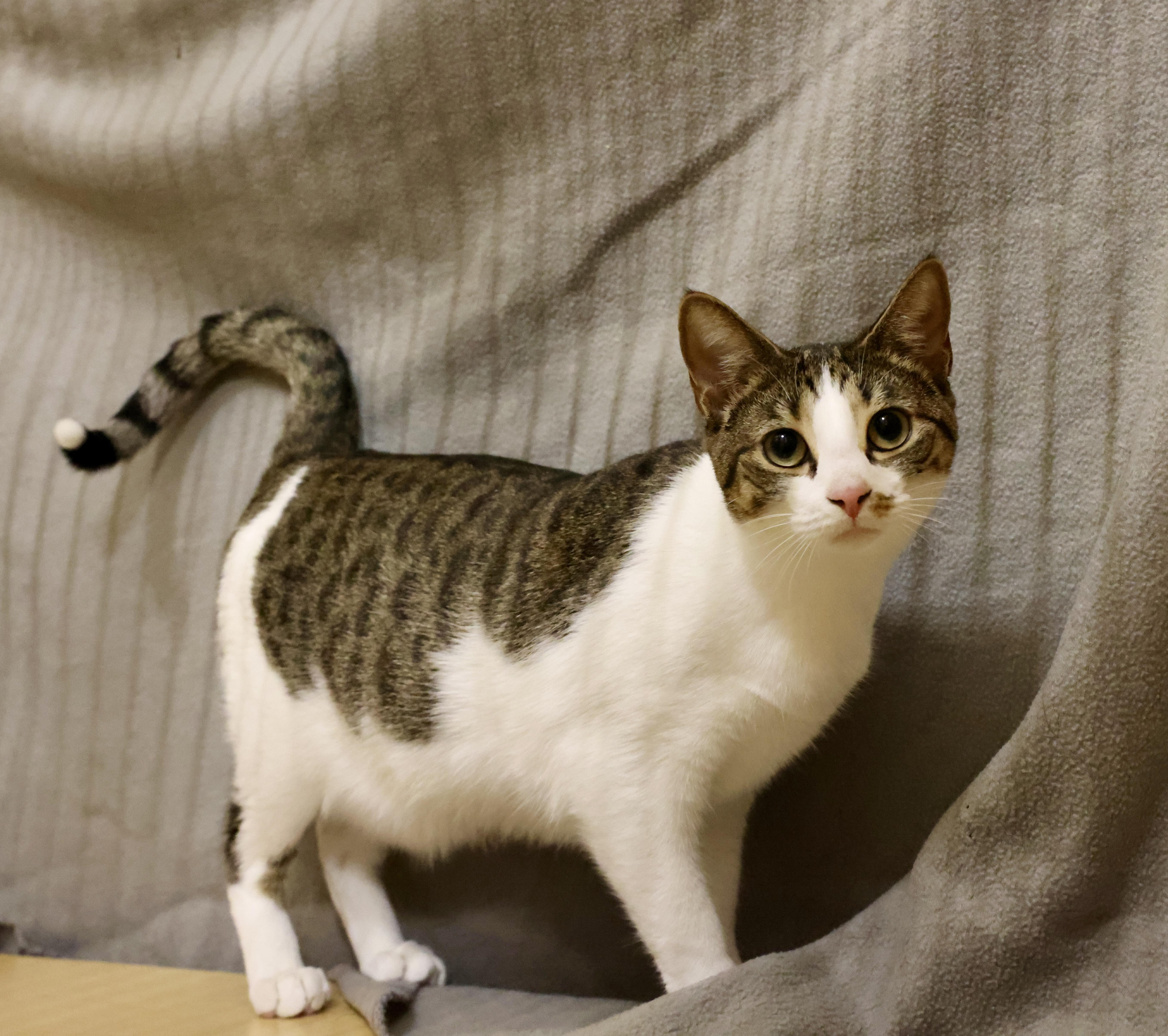 Enlarge Nora, a Adoptable mixed breed in Waxhaw, NC image 3/6