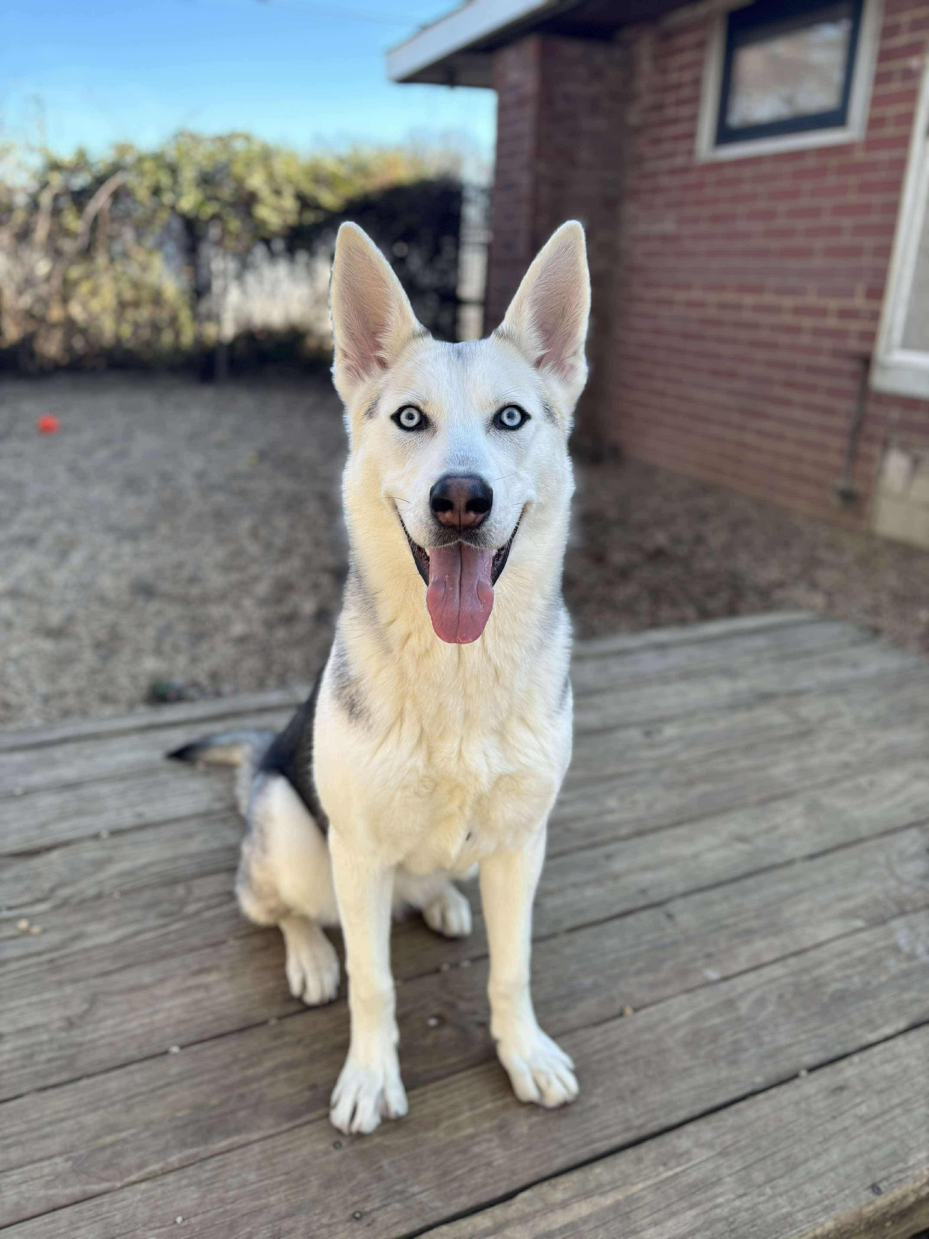 Fenrir, Adoptable, Adult Female Siberian Husky.