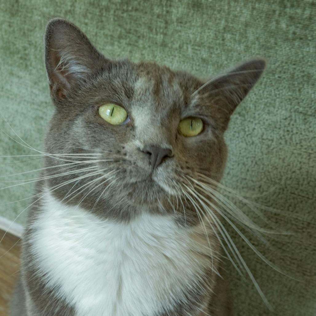 Cardamom, Adoptable, Adult Female Domestic Short Hair.