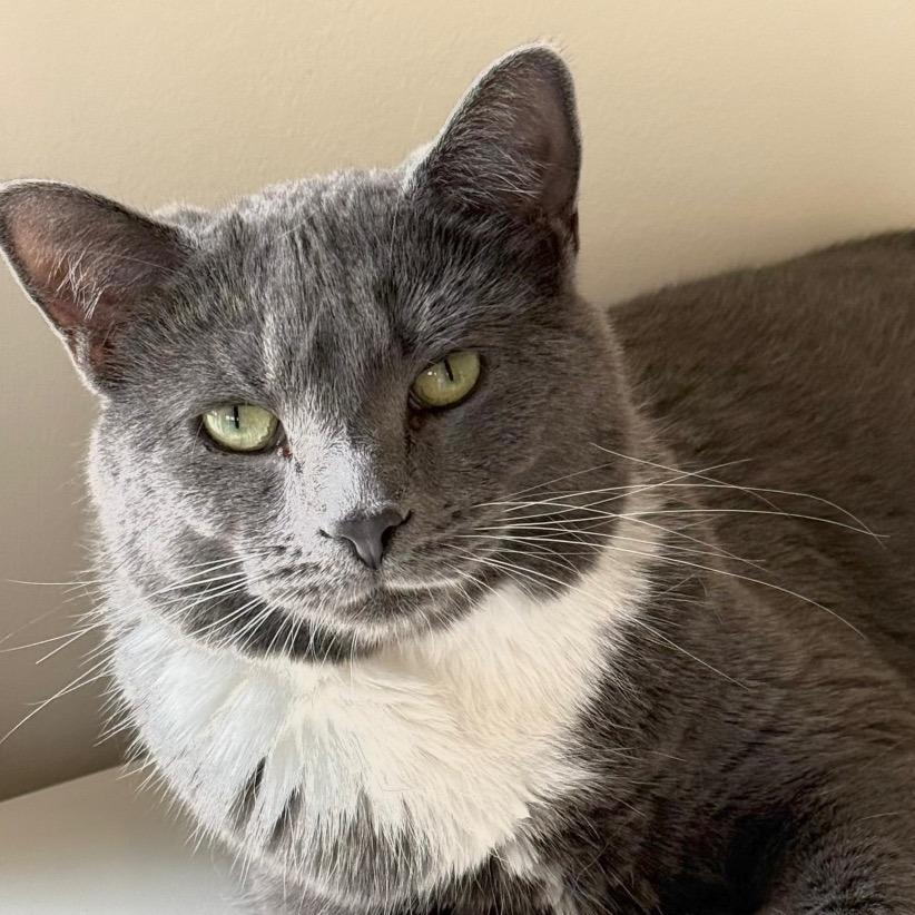 Cardamom, Adoptable, Adult Female Domestic Short Hair.