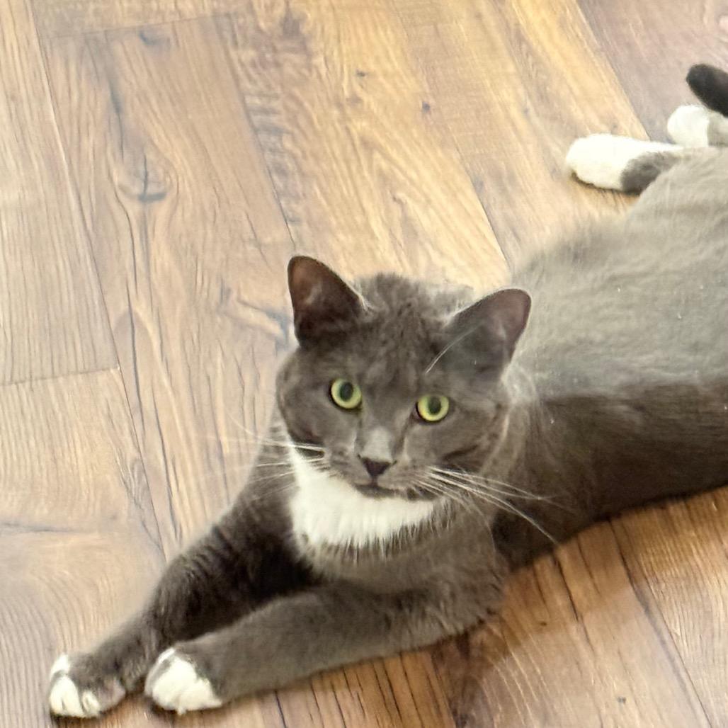 Cardamom, Adoptable, Adult Female Domestic Short Hair.