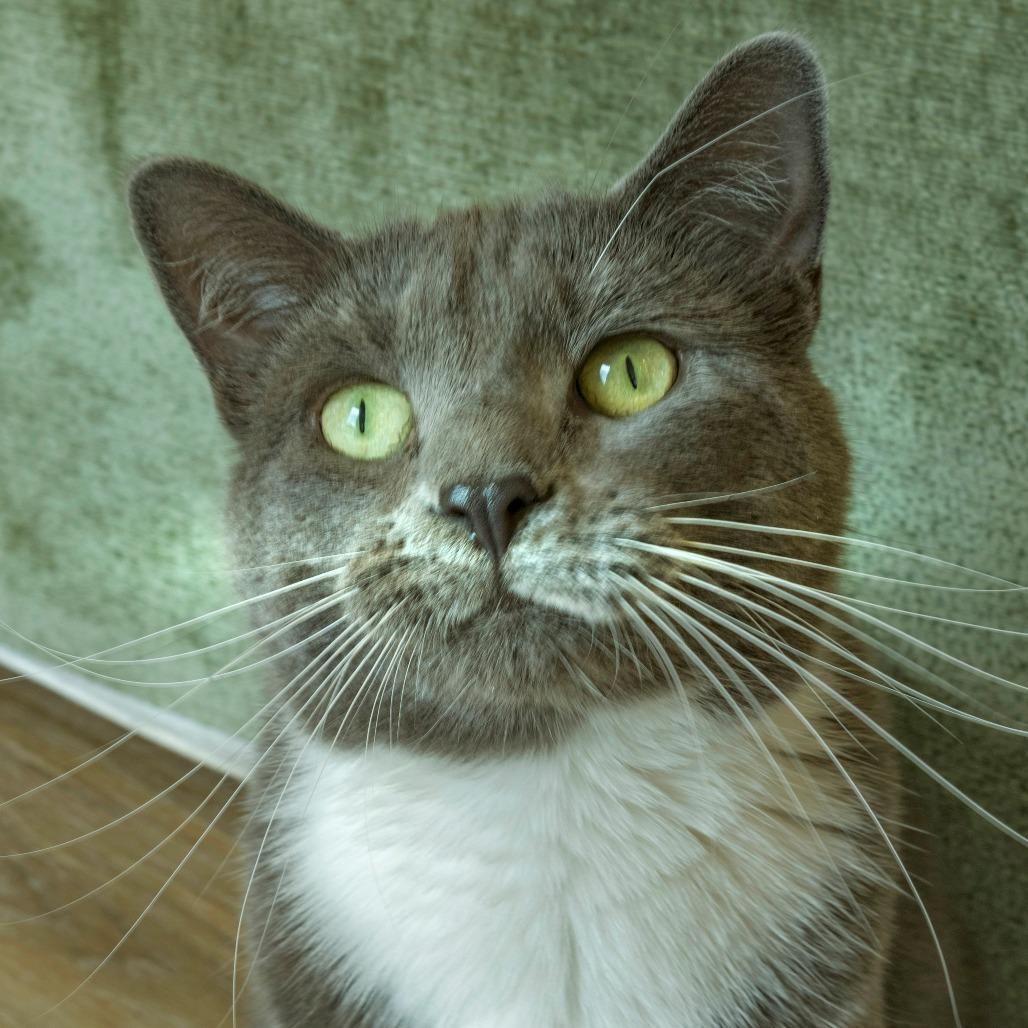 Enlarge Cardamom, a Adoptable Domestic Short Hair in Chapel Hill, NC image 2/3