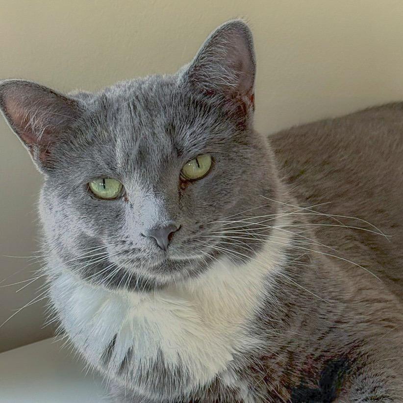 Cardamom, Adoptable, Adult Female Domestic Short Hair.