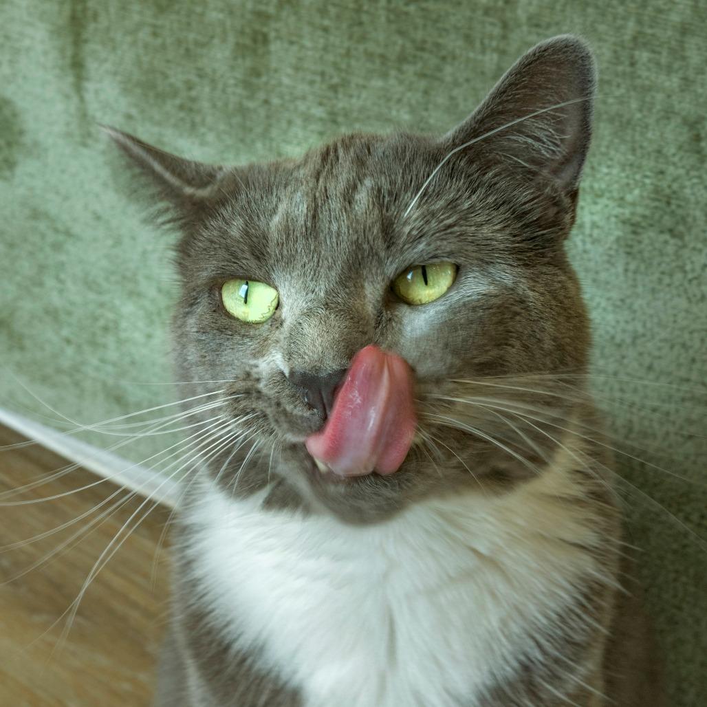 Enlarge Cardamom, a Adoptable Domestic Short Hair in Chapel Hill, NC image 3/3