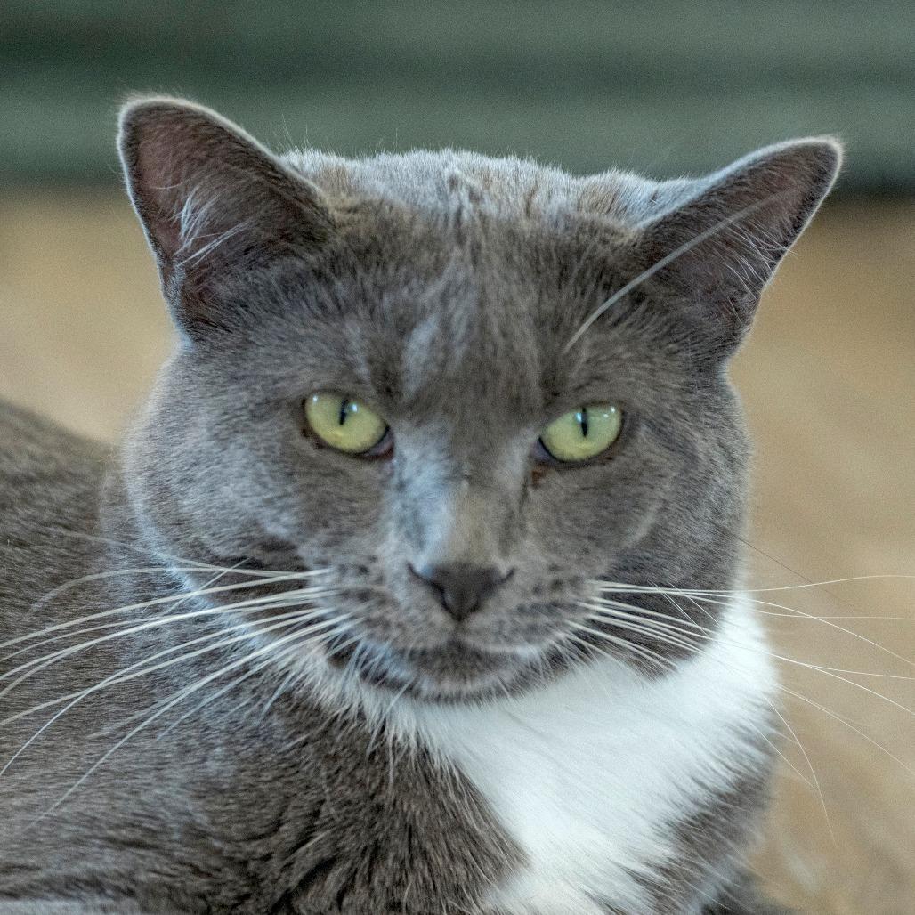 Cardamom, a Adoptable Domestic Short Hair in Chapel Hill, NC image 2/6