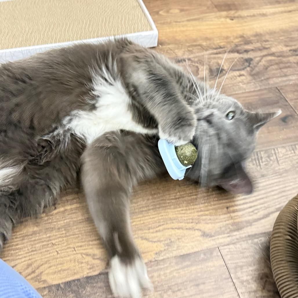Cardamom, a Adoptable Domestic Short Hair in Chapel Hill, NC image 3/5